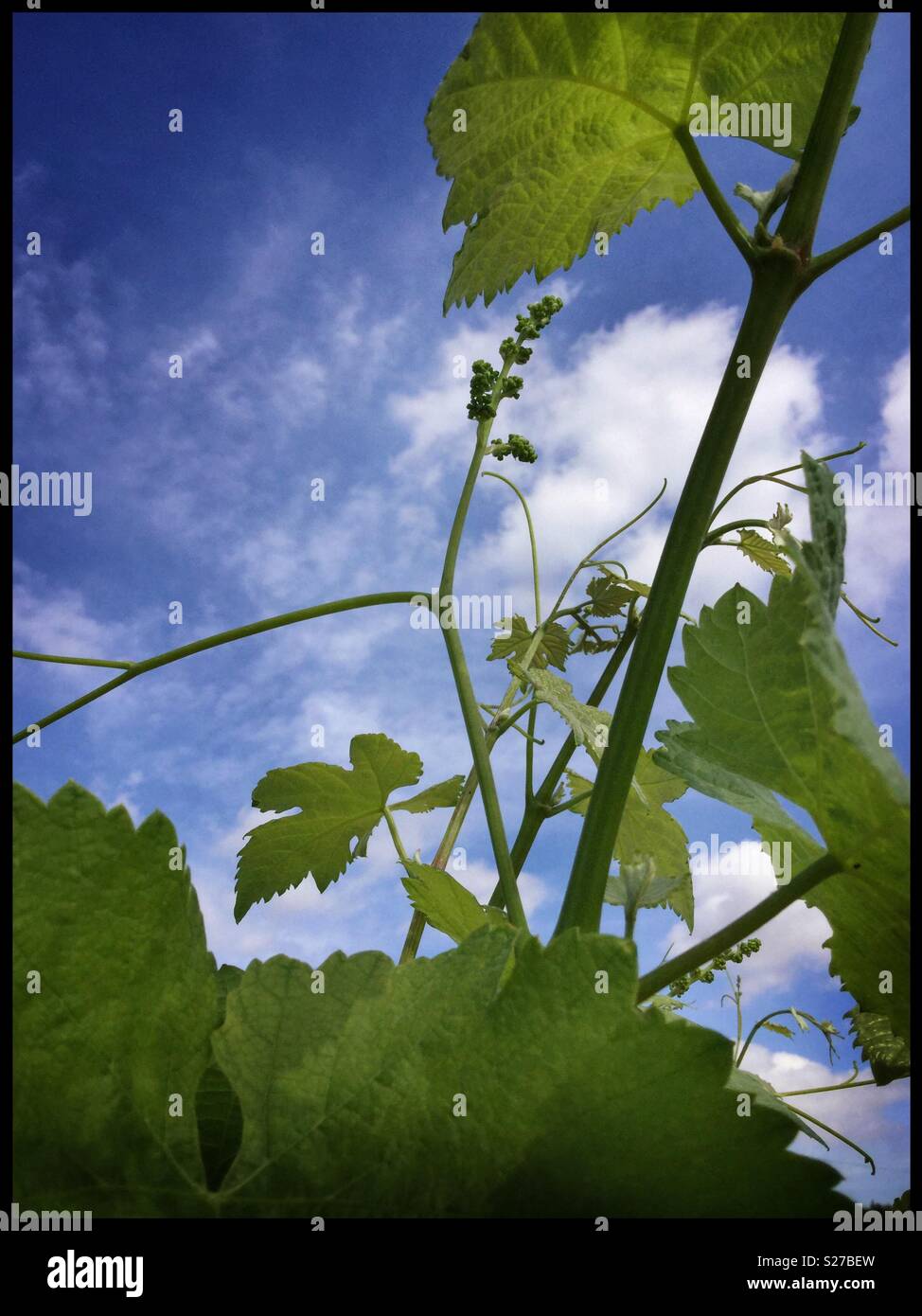Secondary Syrah grapevine gemme fiorali emergono dalla parte superiore del tettuccio di copertura dopo i filari dei vigneti, la Catalogna, Spagna. Foto Stock