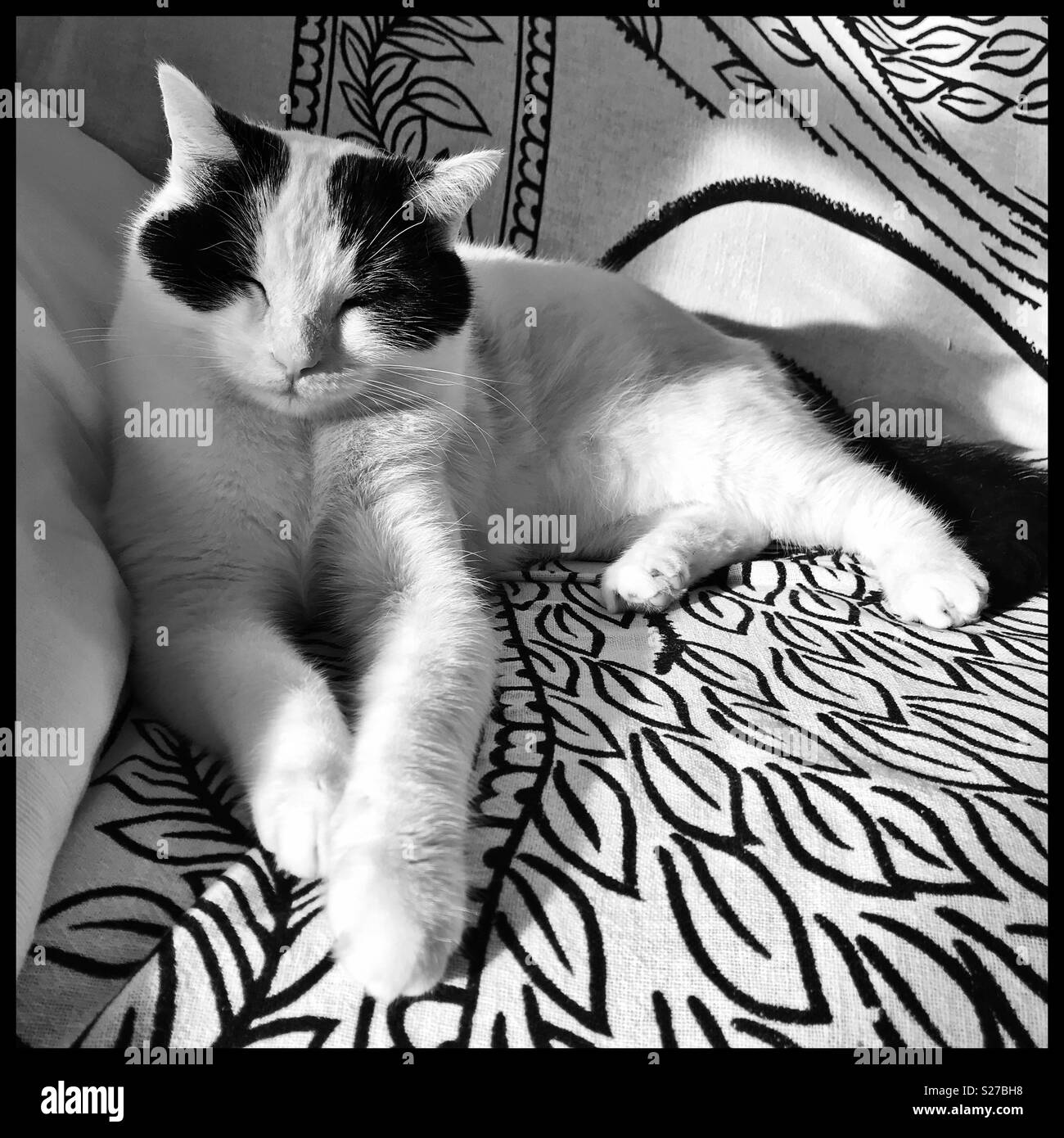 Bianco e nero Gatto sdraiato sul divano. Foto Stock