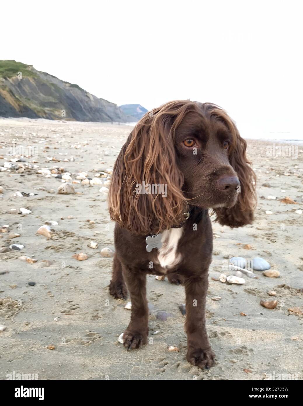 Cane marrone sulla spiaggia Foto Stock