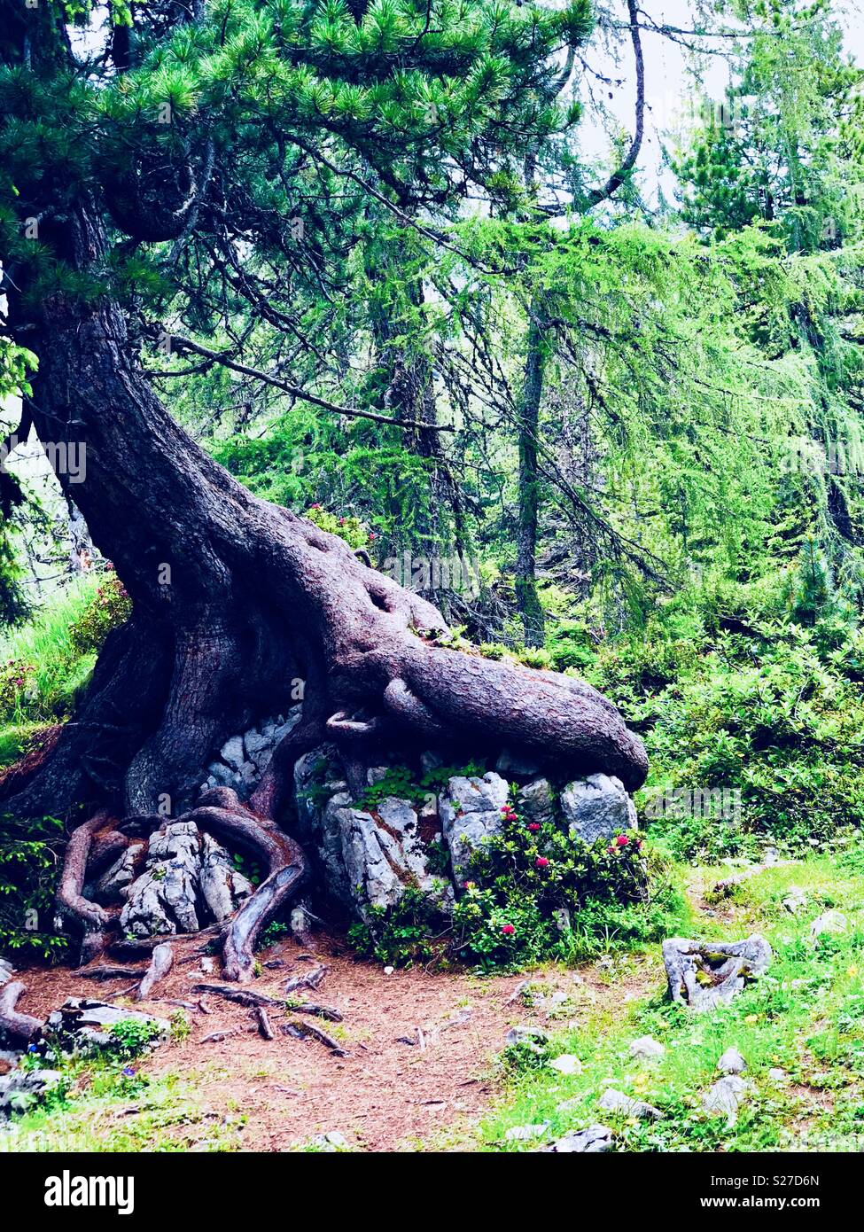 Foresta Magica, le radici di un albero diffondersi su rocce sotto, montagne Rofan, Rofangebirge, Brandenberg Alpi, il lago di Achen, Austria Foto Stock