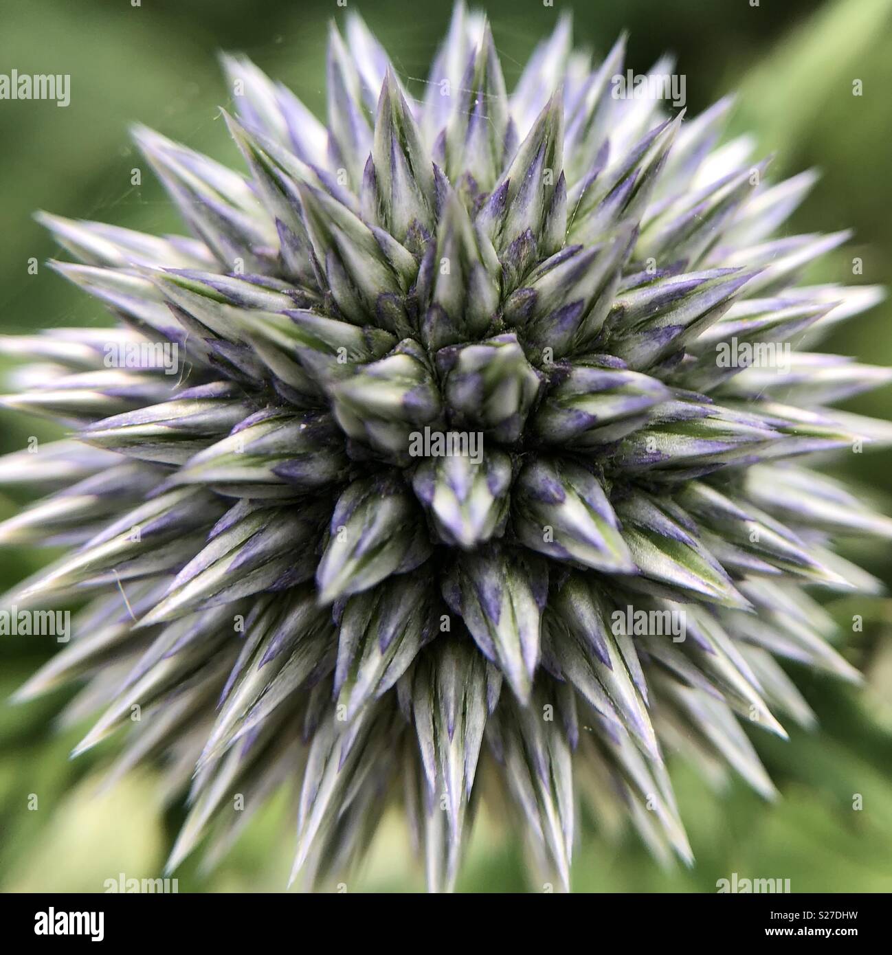 Cardo selvatico di globo Foto Stock