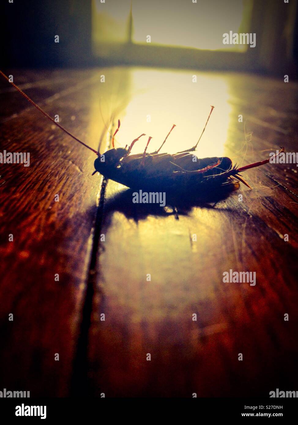 Dead Palmetto bug sul pavimento in legno con illuminazione Foto Stock