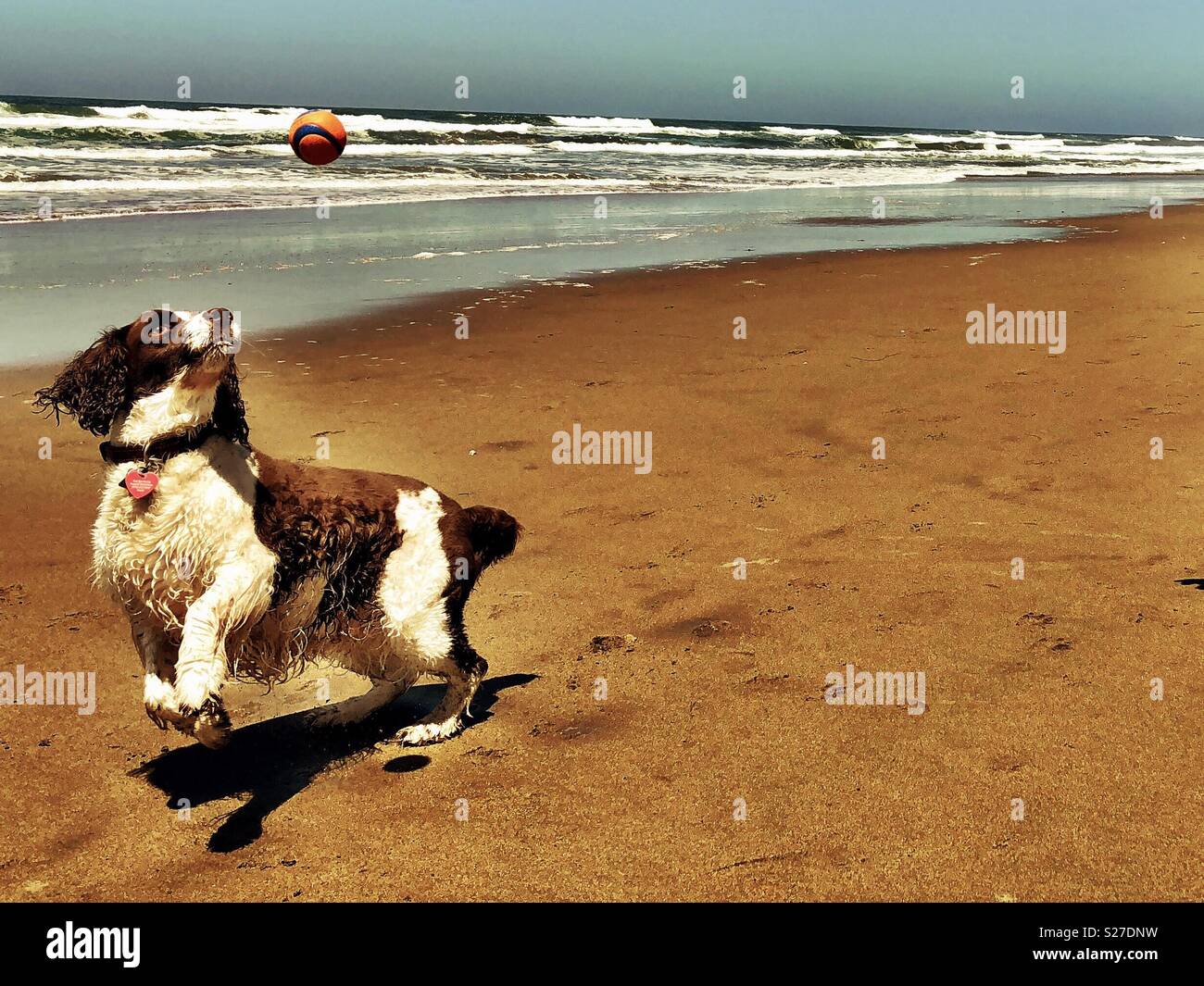 English Springer Spaniel gare alla sfera posizione di intercettazione - Immagine stock catturata con smartphone