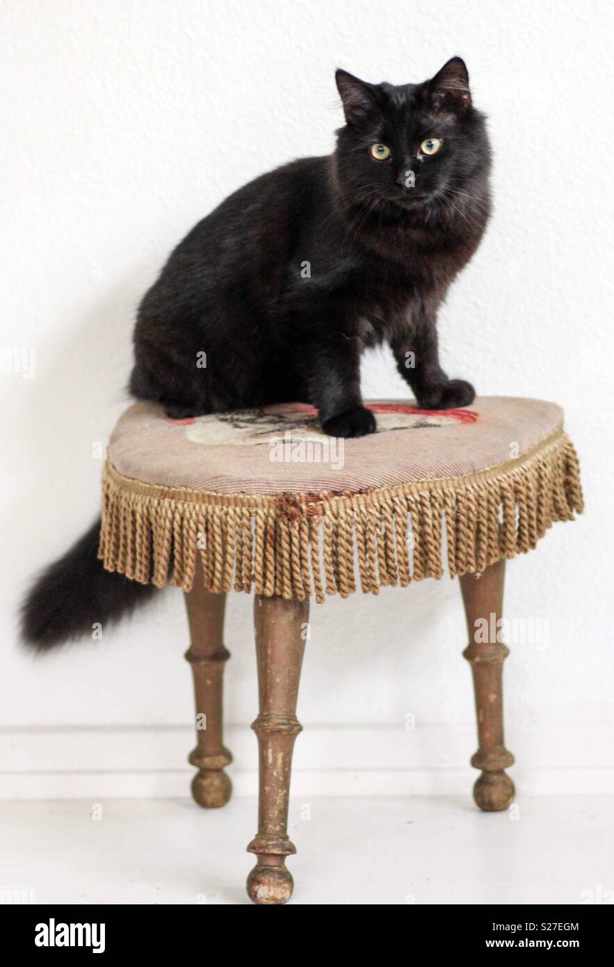 Gatto nero seduto su uno sgabello Foto Stock