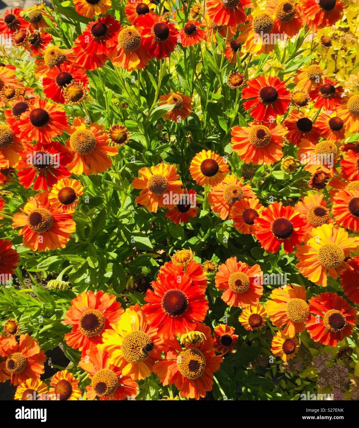 Helenium fioritura Foto Stock
