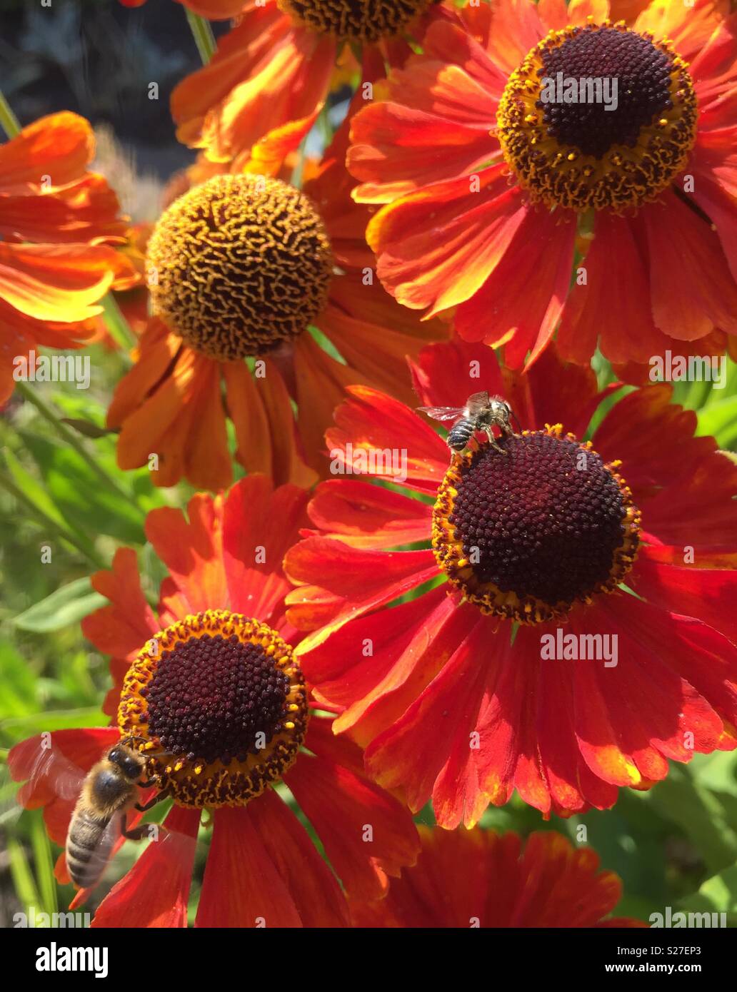 Helenium fiori Foto Stock