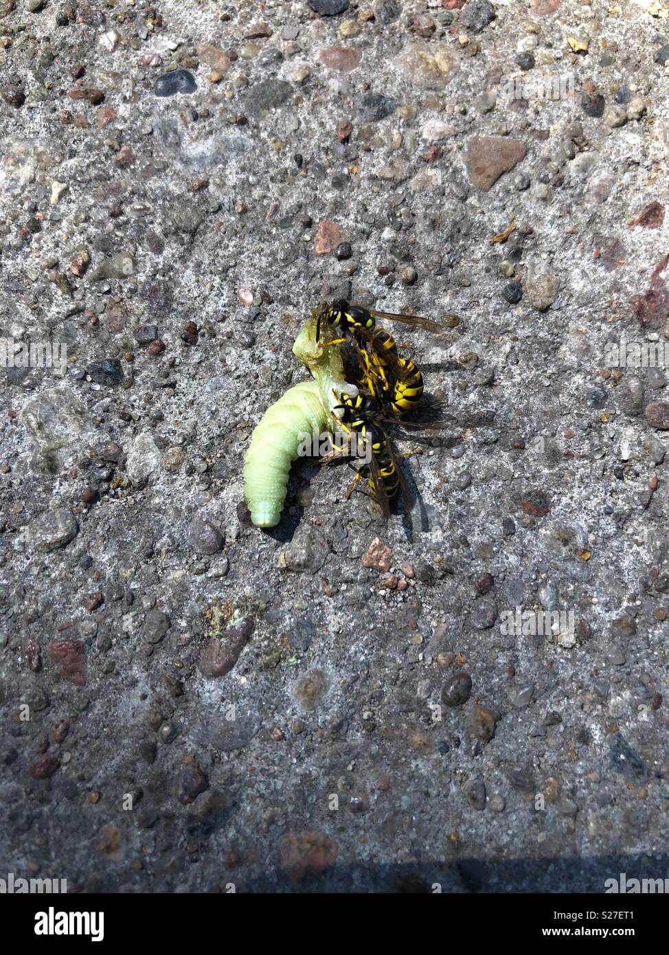 Due vespe mangiare un caterpillar Foto Stock