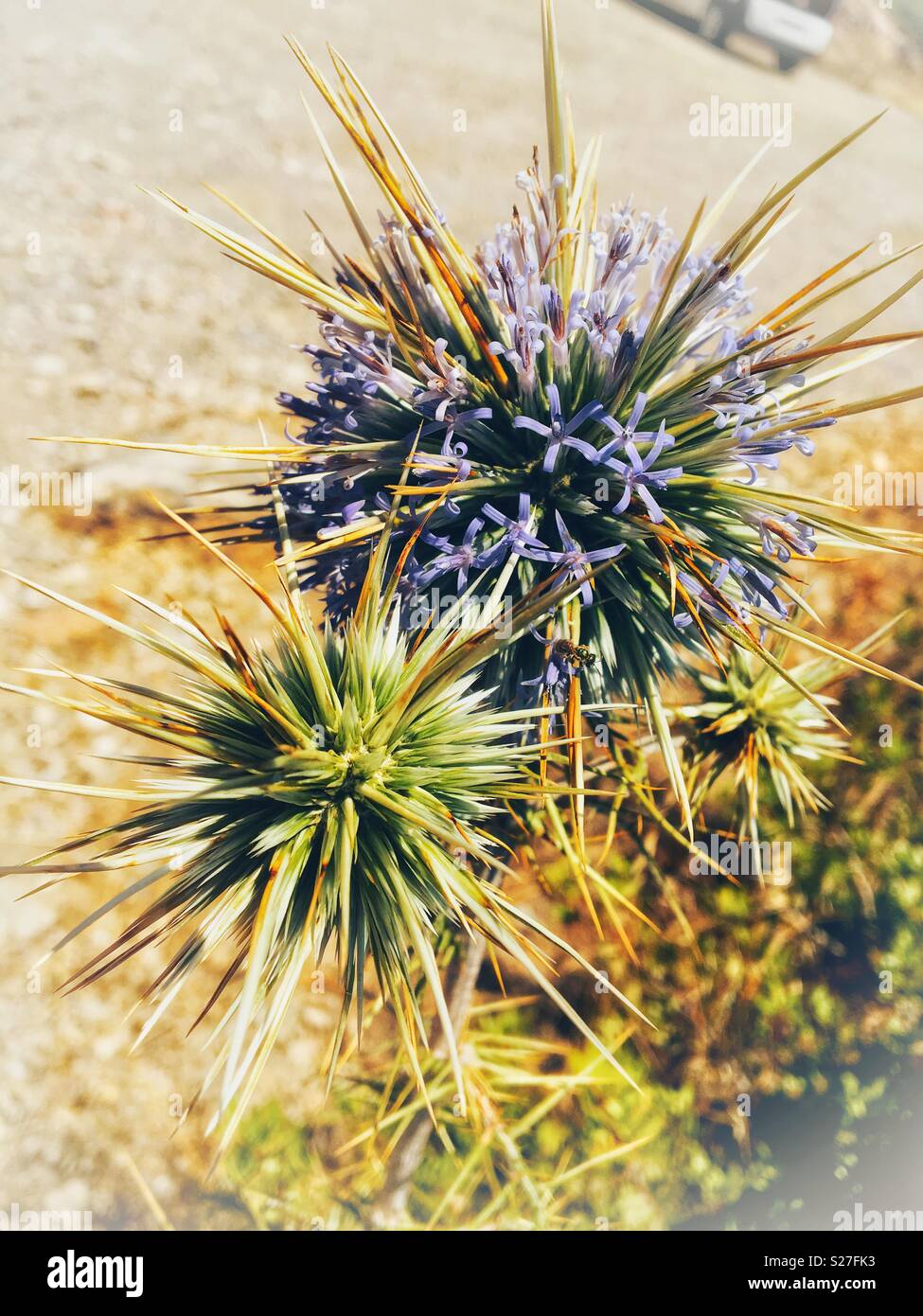 Fiore selvatico Rodi Grecia Foto Stock