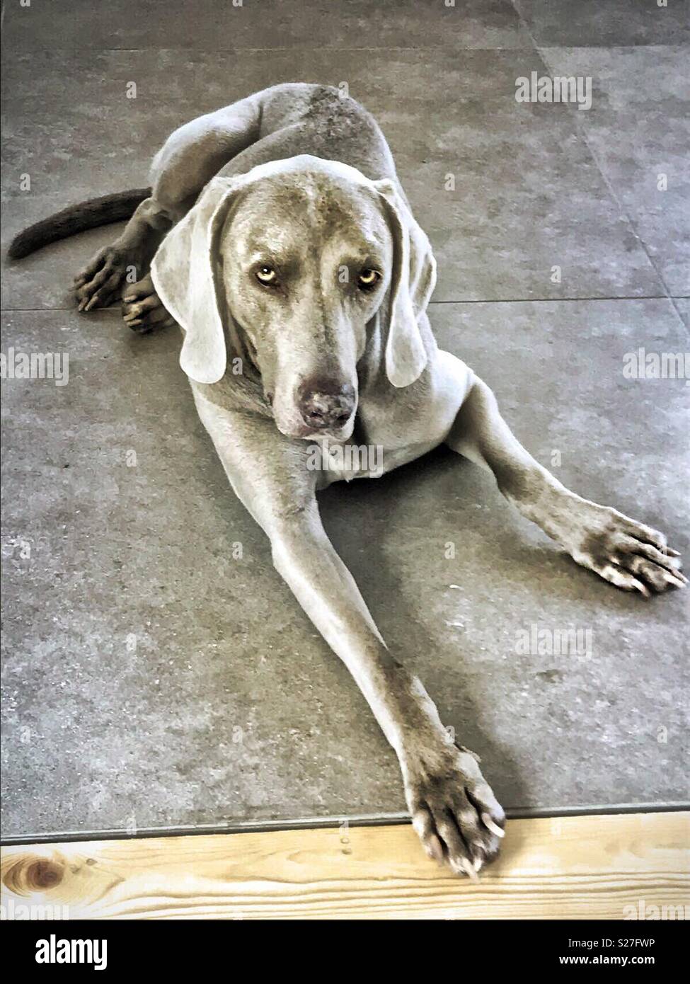 Weimaraner cane è alla ricerca e in attesa di esecuzione! - Immagine stock catturata con smartphone
