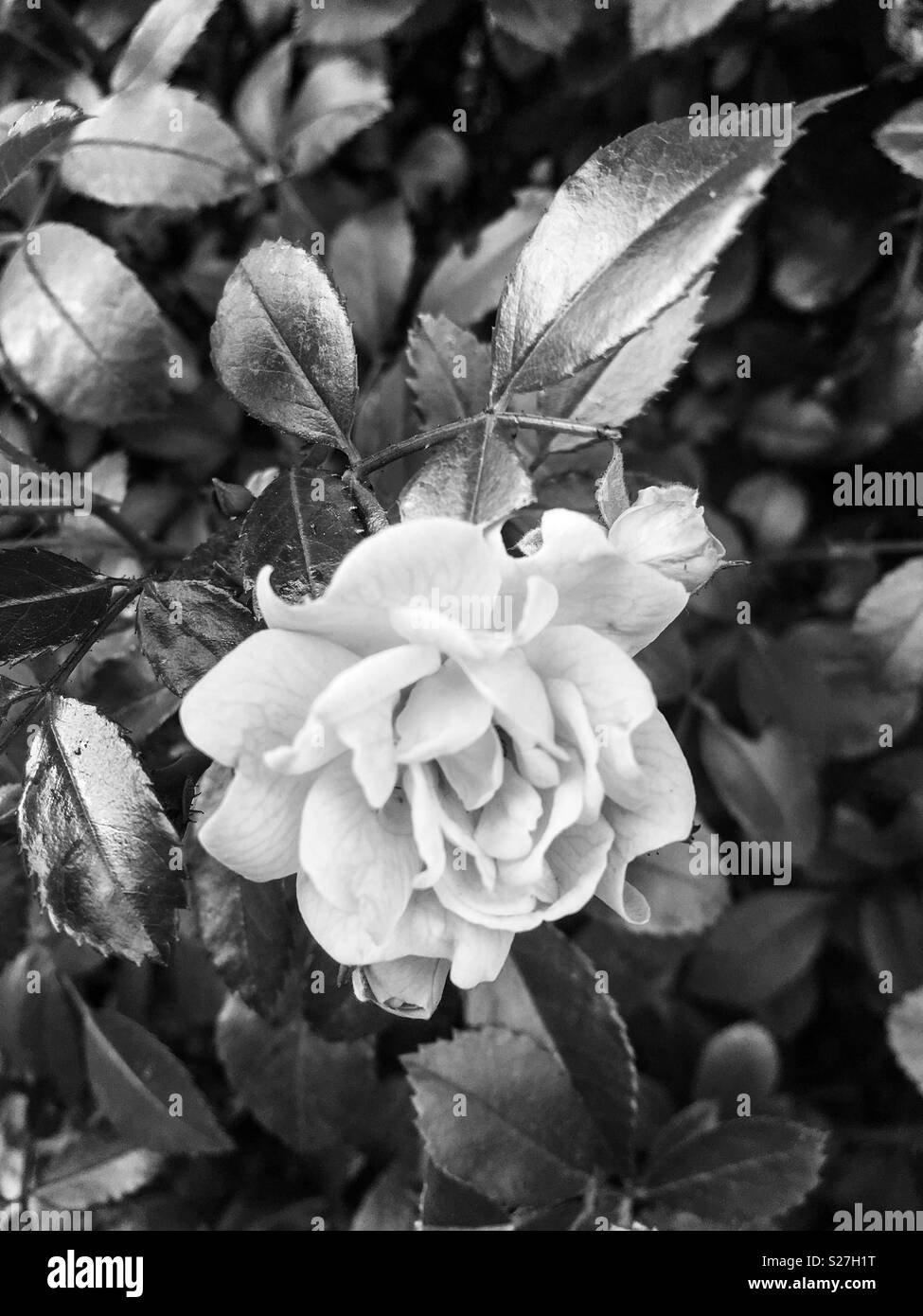 Rose in bianco e nero Foto Stock