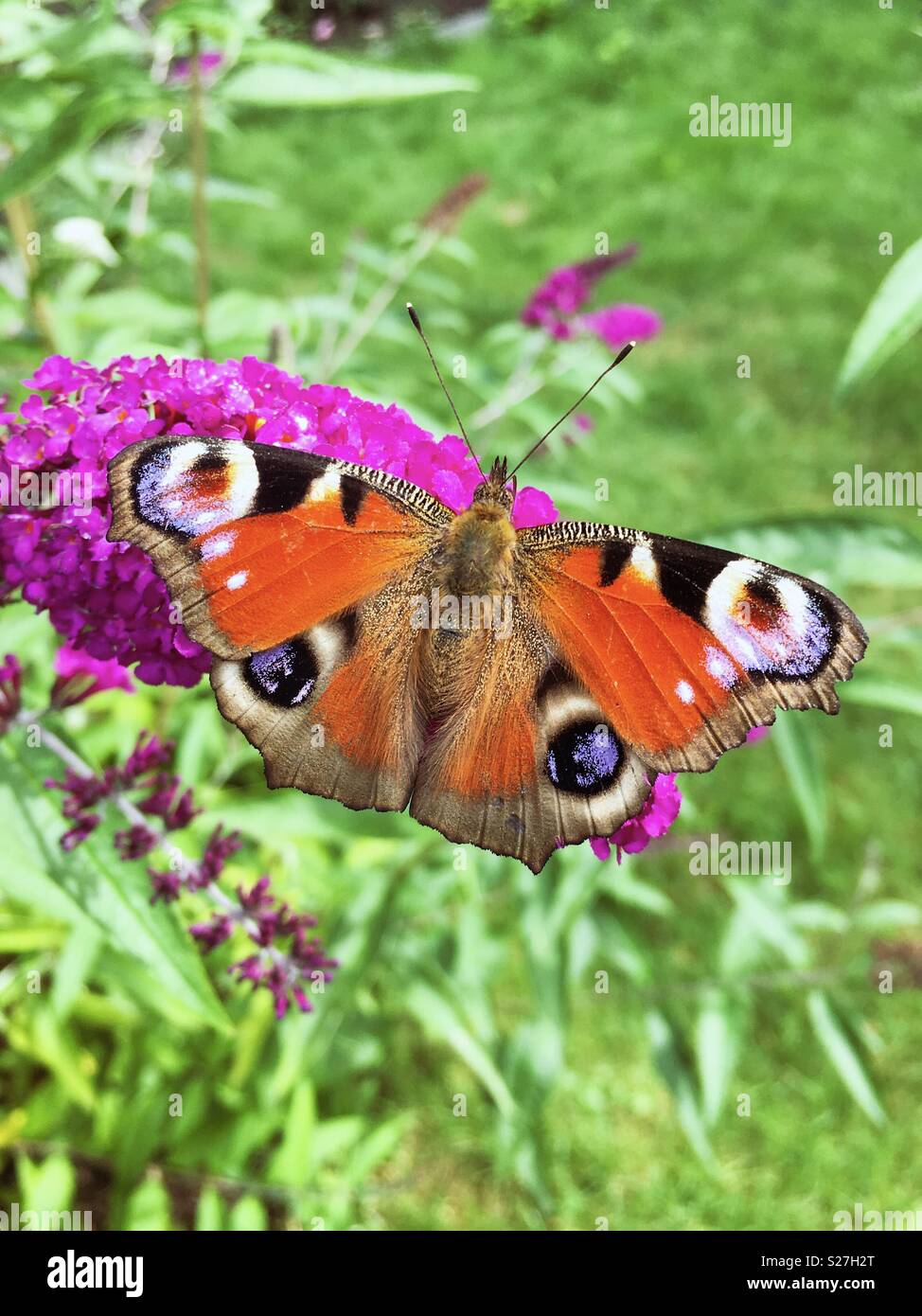 Unione farfalla pavone sulla boccola a farfalla Foto Stock