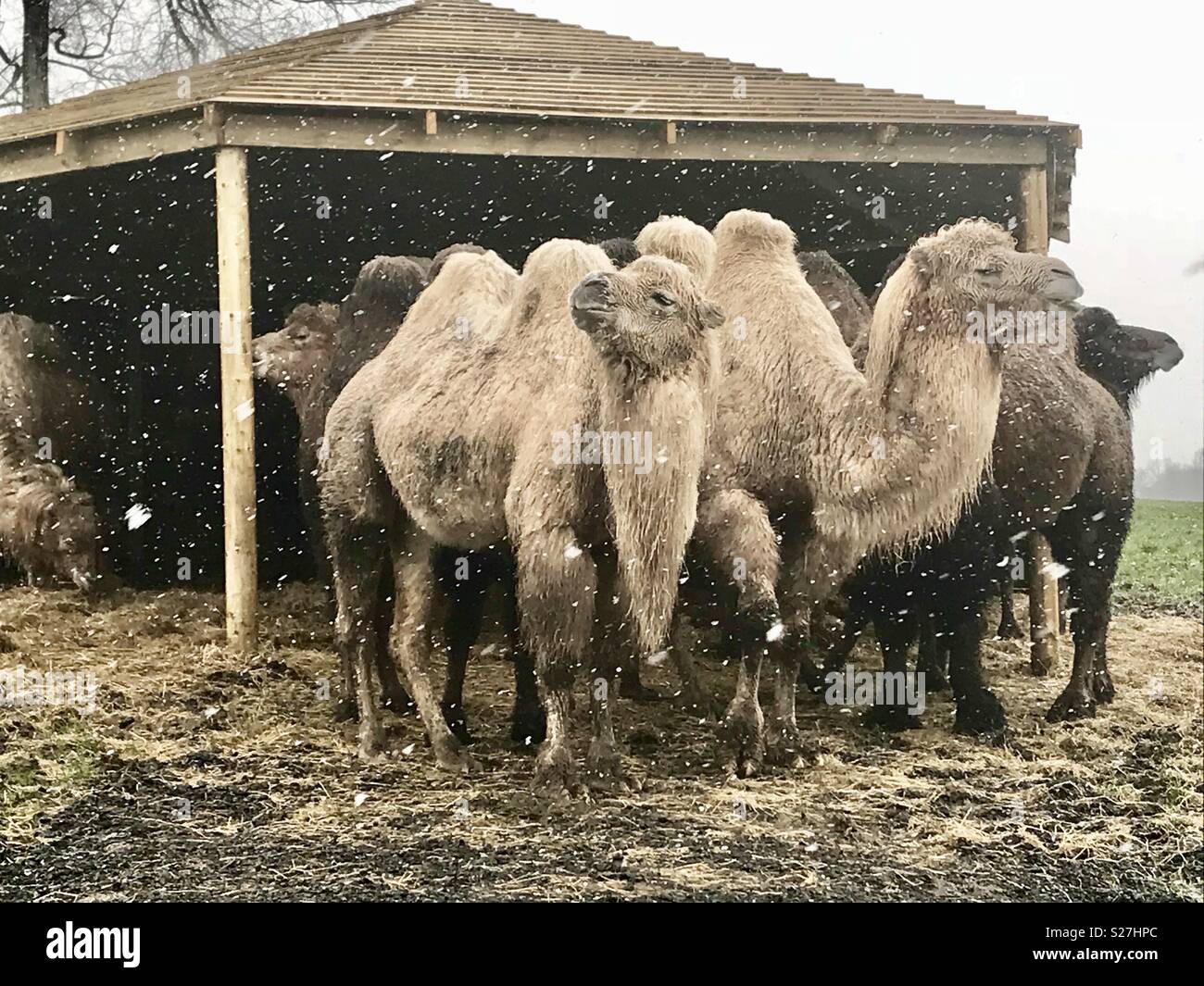 Cammelli nella neve. Longleat safari park - Immagine stock catturata con smartphone