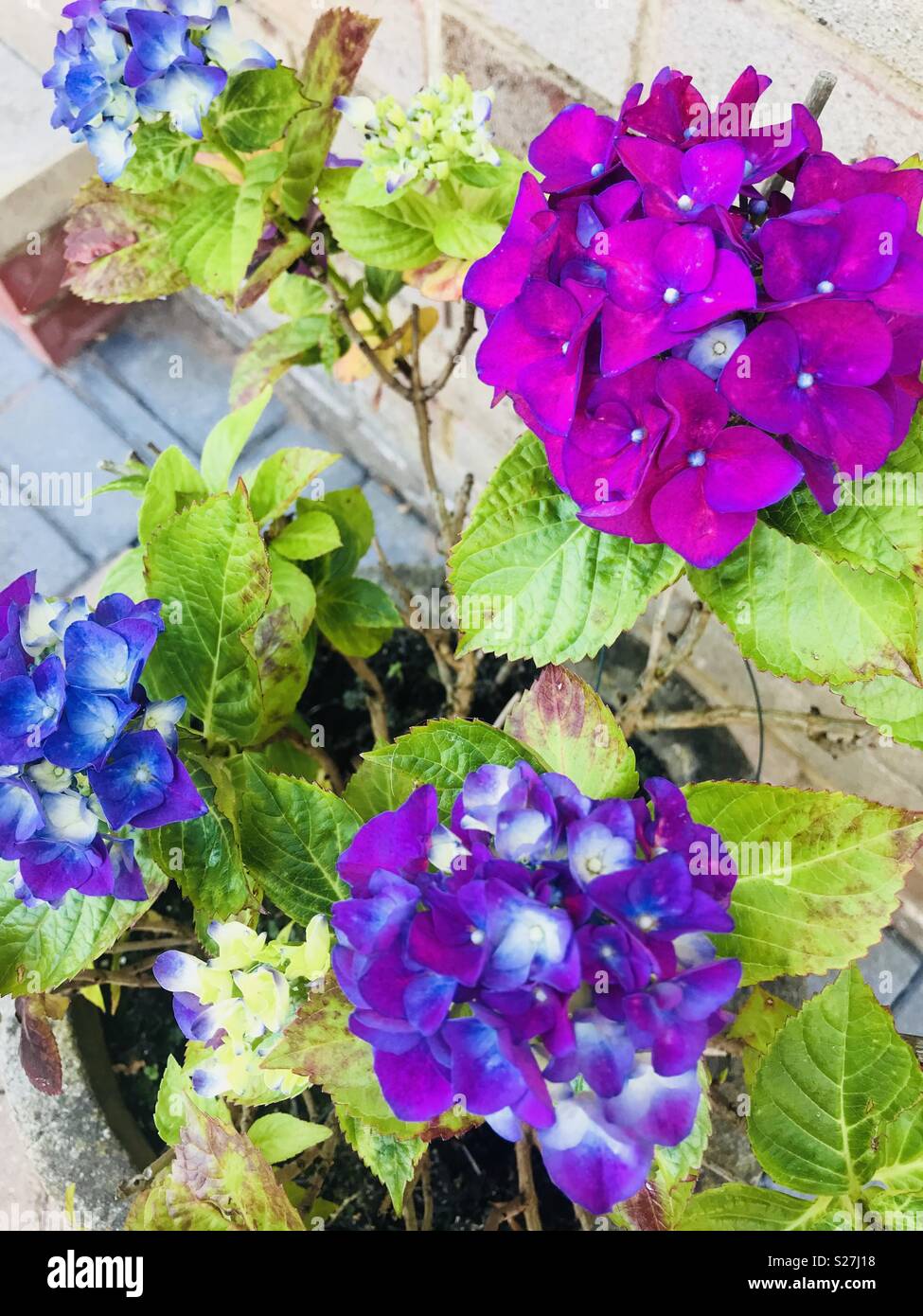 Bella viola vibrante fioritura hydrangea Foto Stock