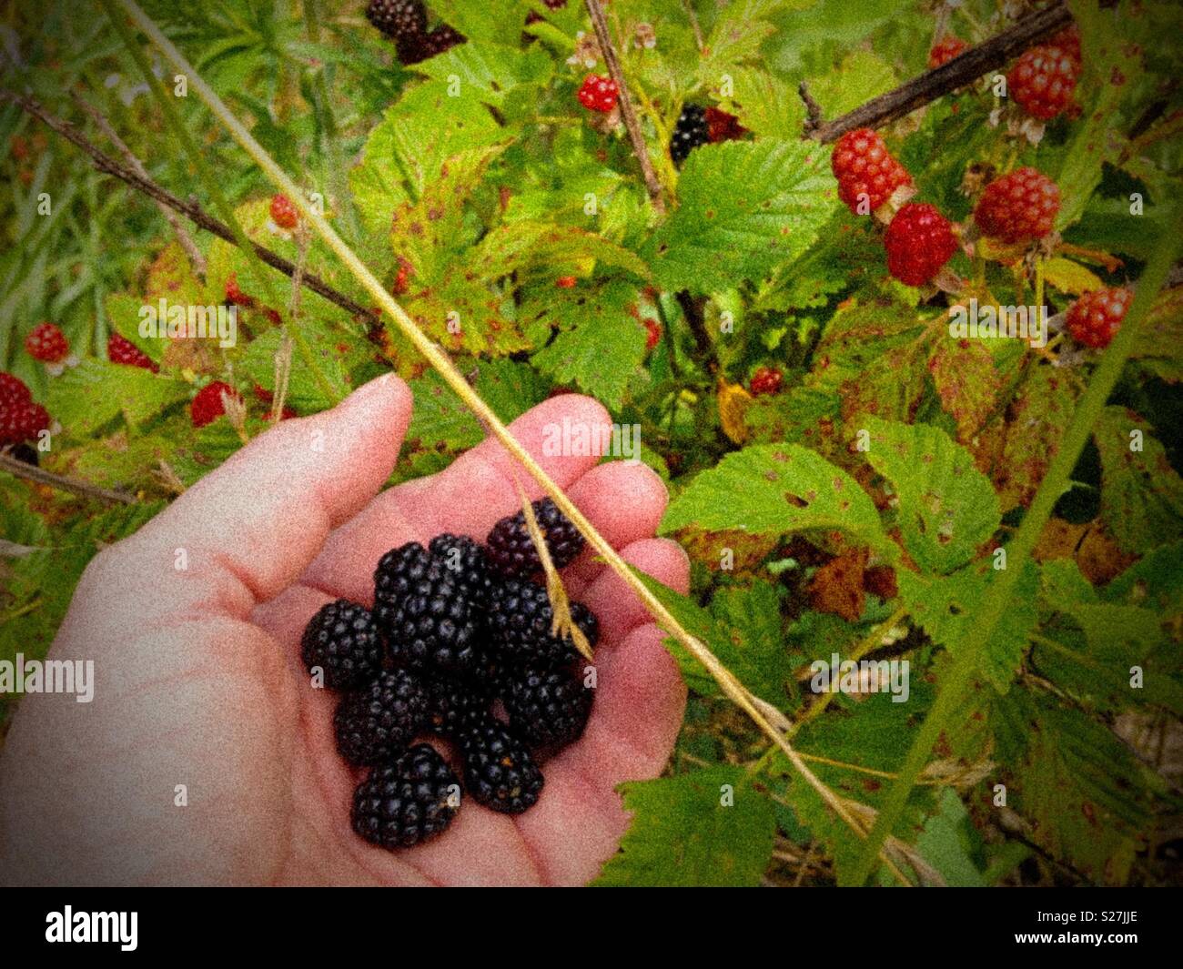 Foto sgranate di pugno di primo mature more- Carolina del Nord Foto Stock