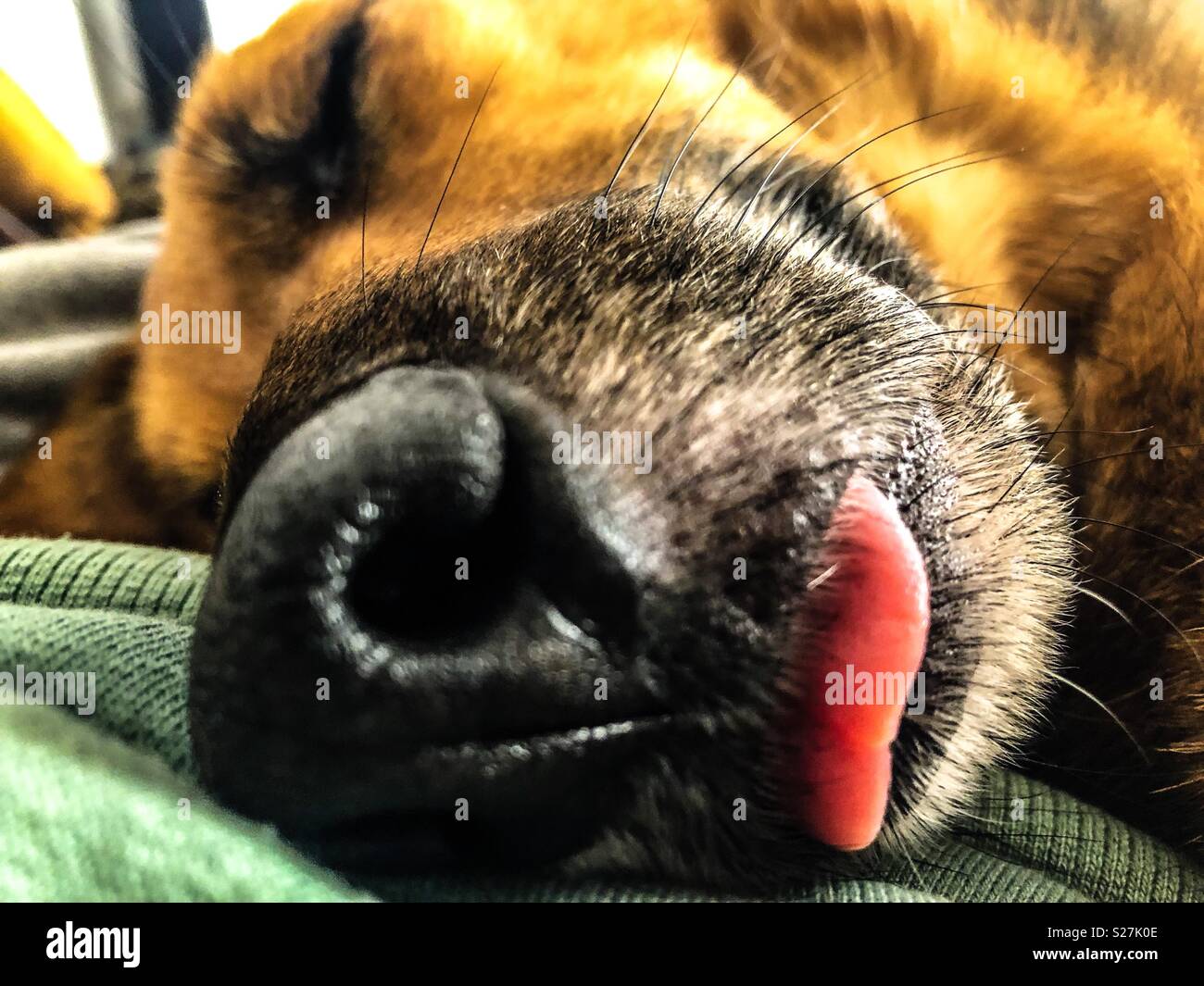 Cane che dorme - Immagine stock catturata con smartphone