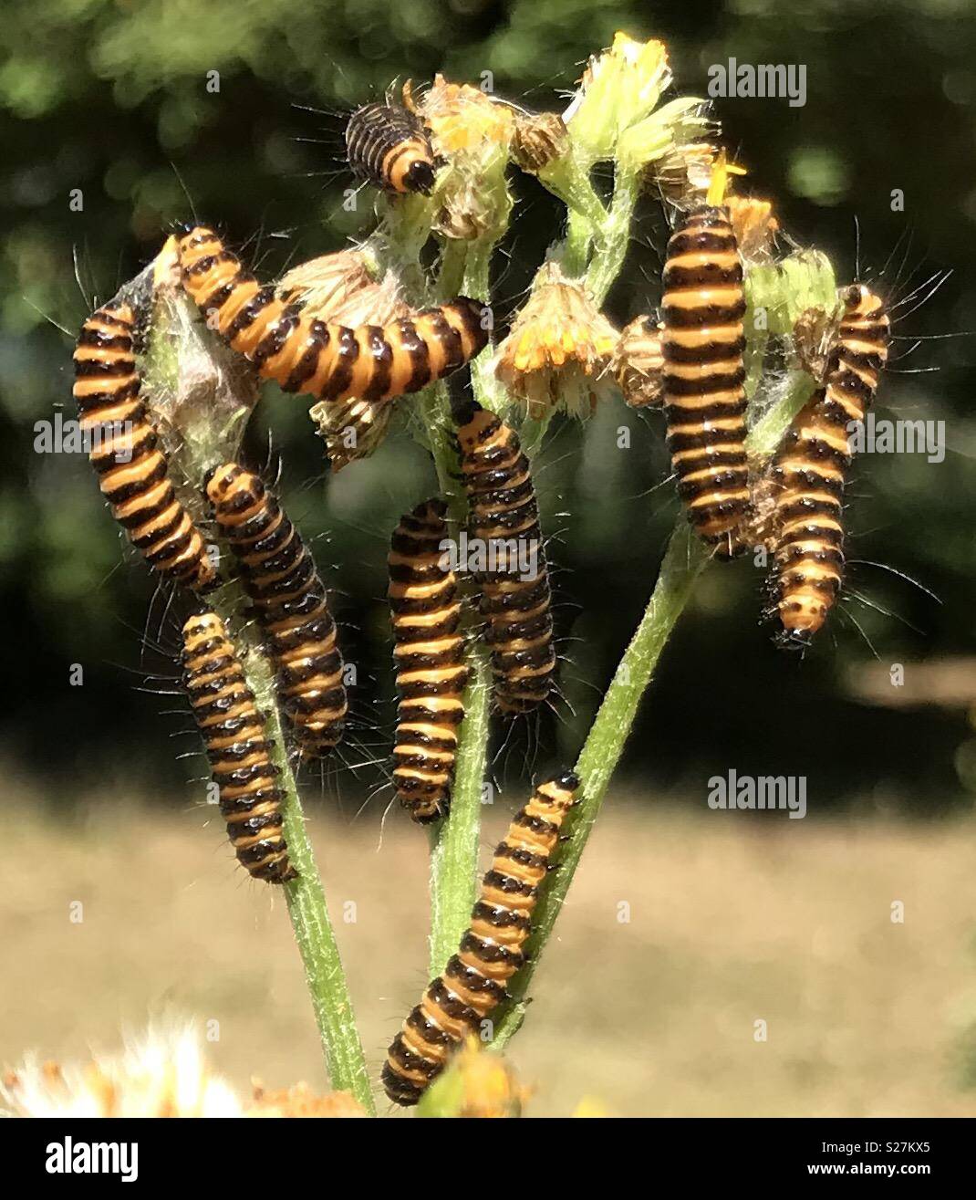 Il cinabro Moth bruchi divorano erba tossica Foto Stock