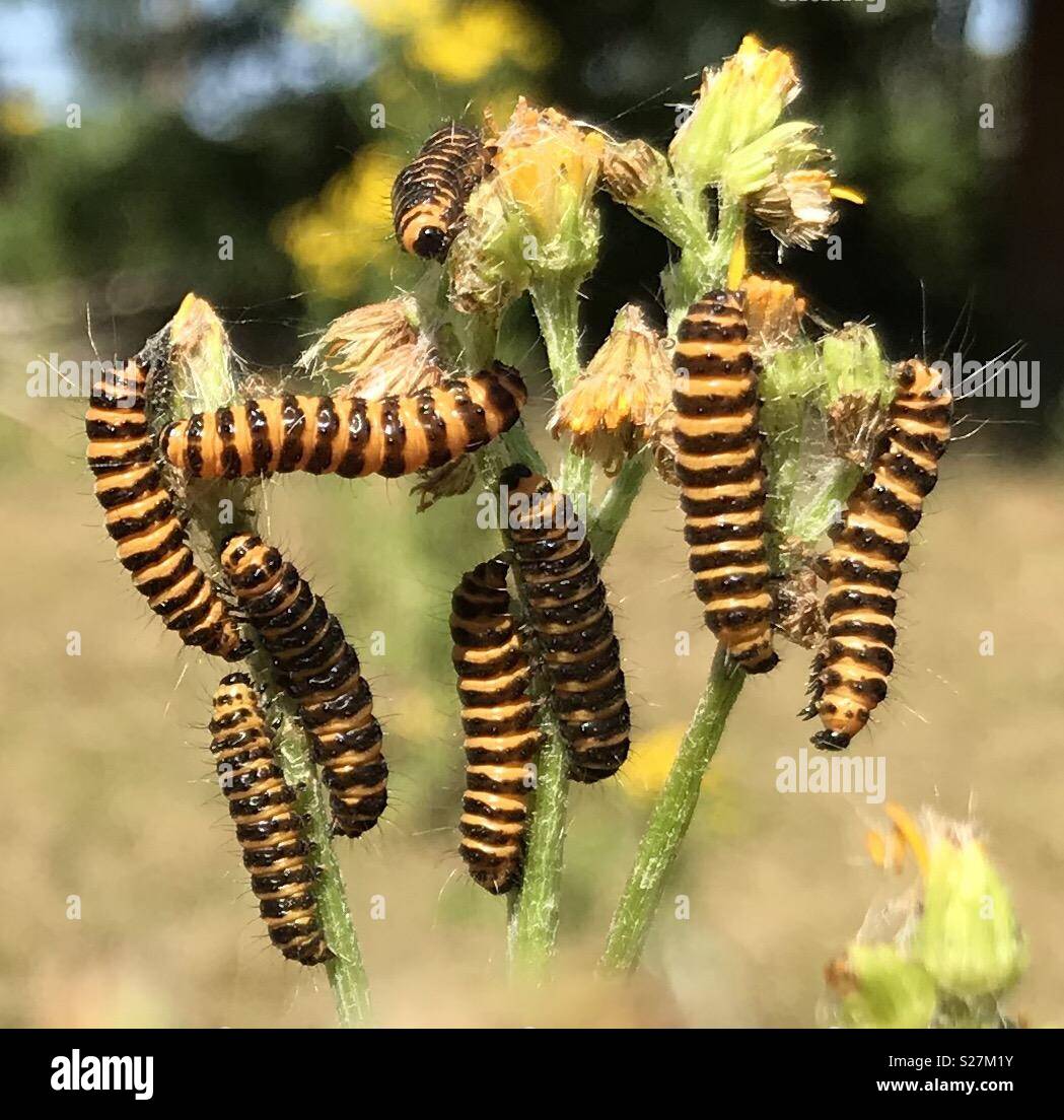 Il cinabro Moth bruchi divorano erba tossica Foto Stock