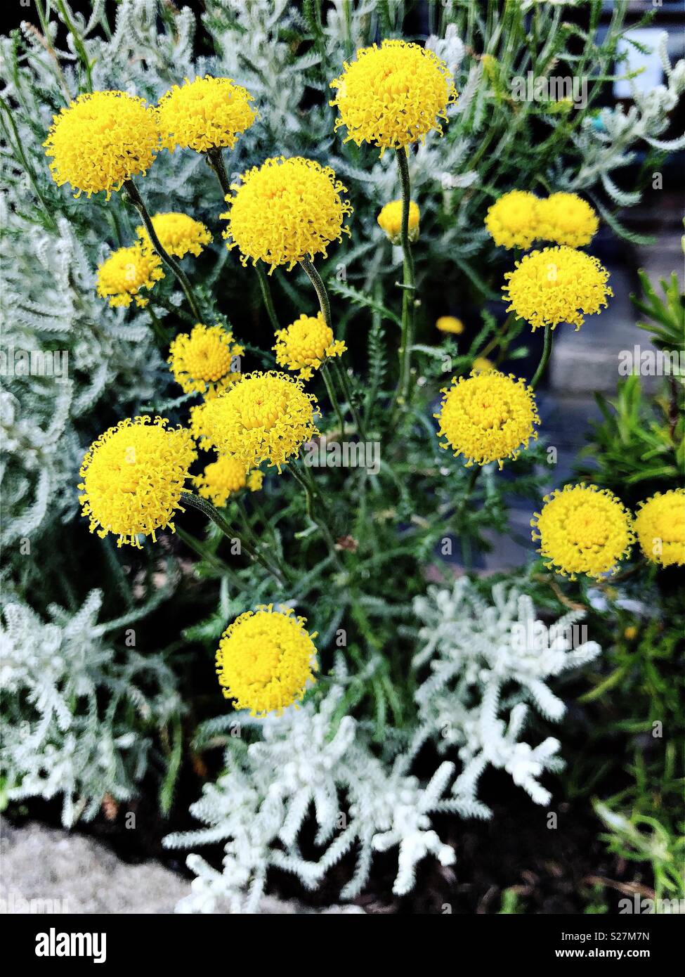 Giallo testa tonda fiori con foglie d'argento, santolina chamaecyparissus, Luglio in Ullapool Foto Stock