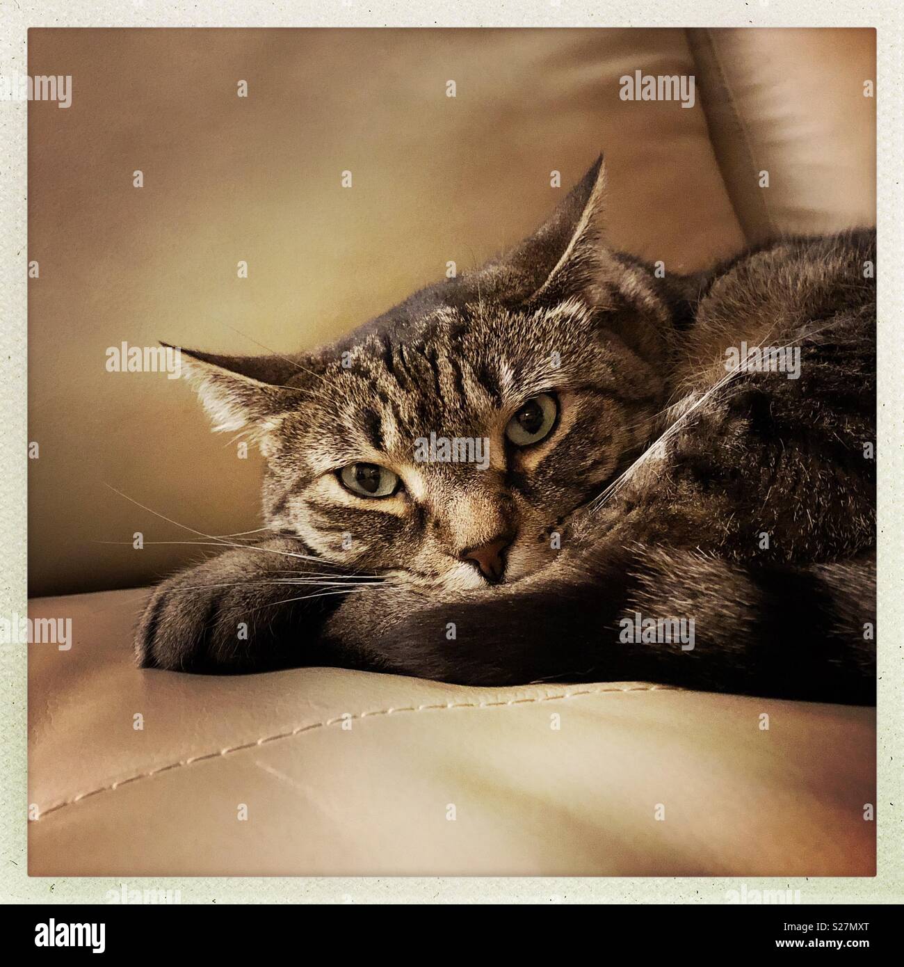 La mia tabby mix bengala Gatto sul divano in pelle cercando infastiditi - Immagine stock catturata con smartphone