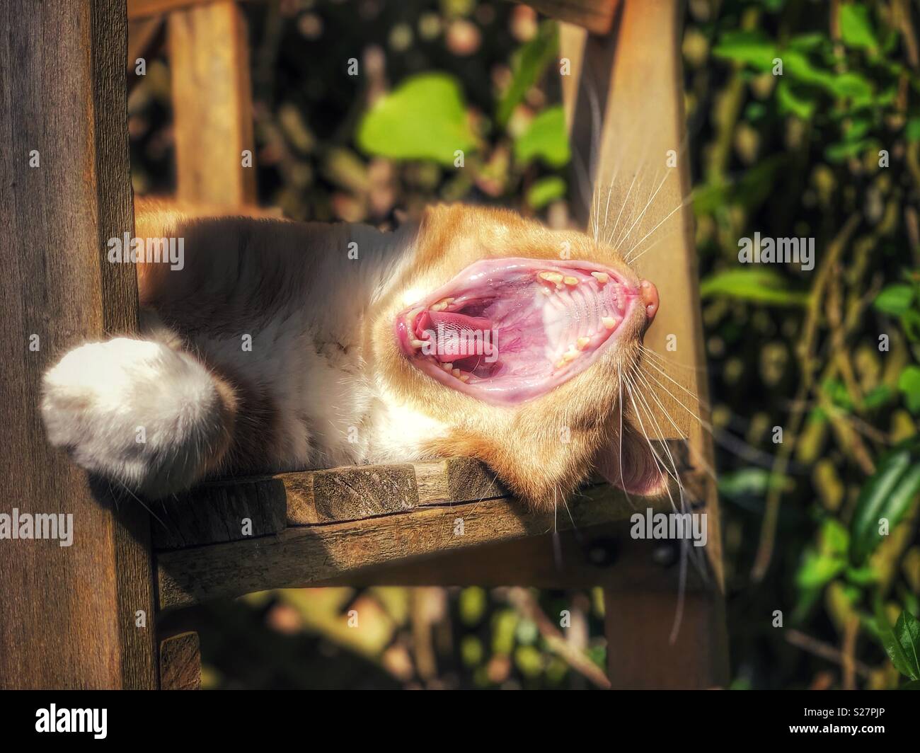 Ritratto di zenzero cat con ampia bocca aperta a sbadigliare nella luce del sole Foto Stock