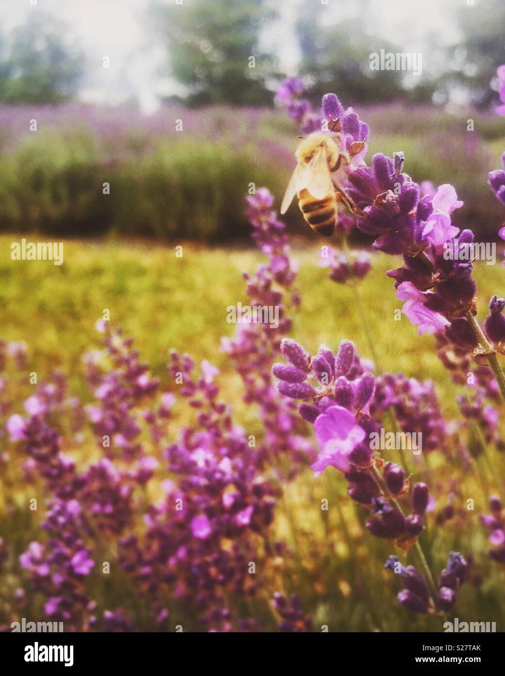 Il miele delle api su lavanda a Fattoria di Lavanda Foto Stock