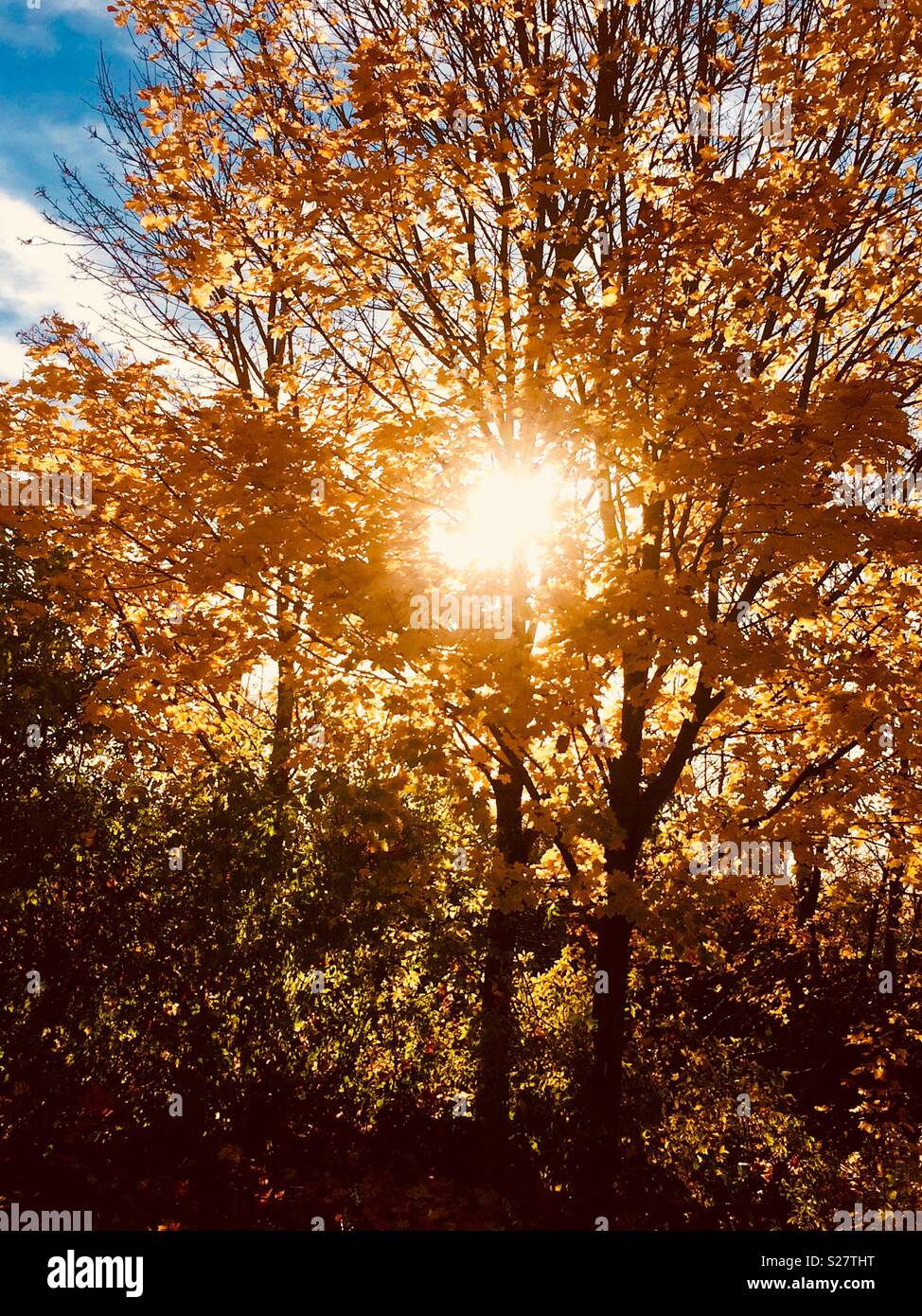 Sole autunnale scoppiare attraverso gli alberi nel Regno Unito Foto Stock