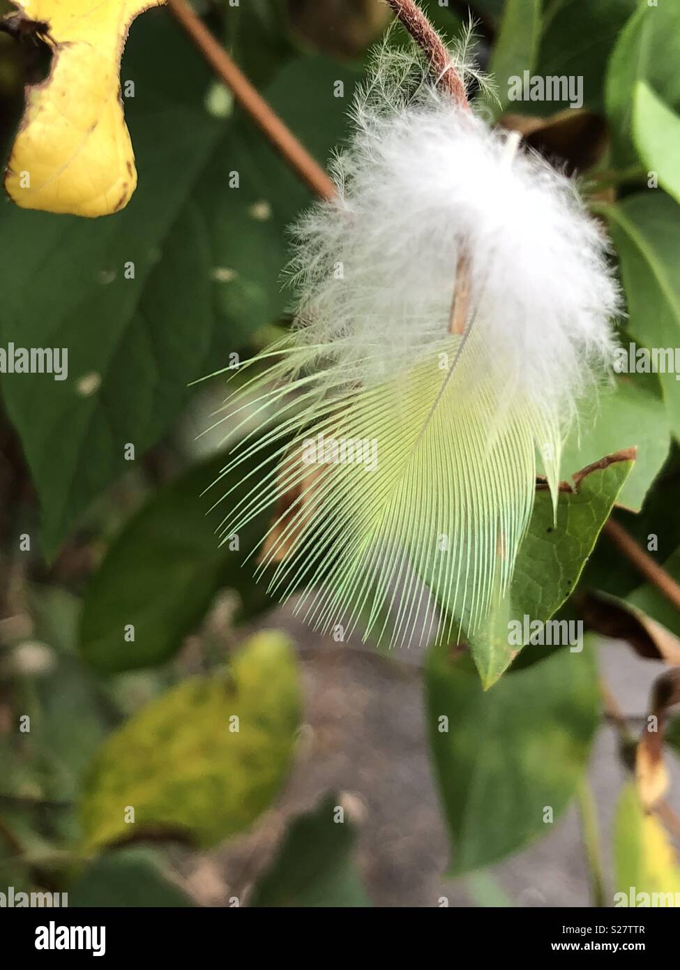 Una piuma da un anello di selvatico collo parrot poggiante su una boccola Foto Stock