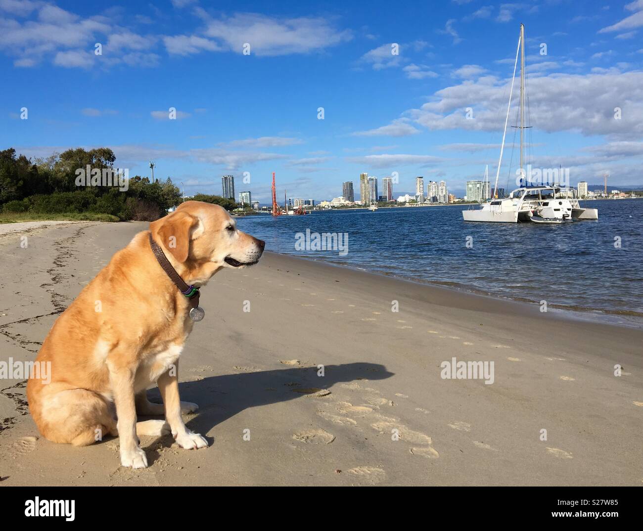 Golden Labrador retriever cane sulla spiaggia con barche e alti edifici in background - Immagine stock catturata con smartphone