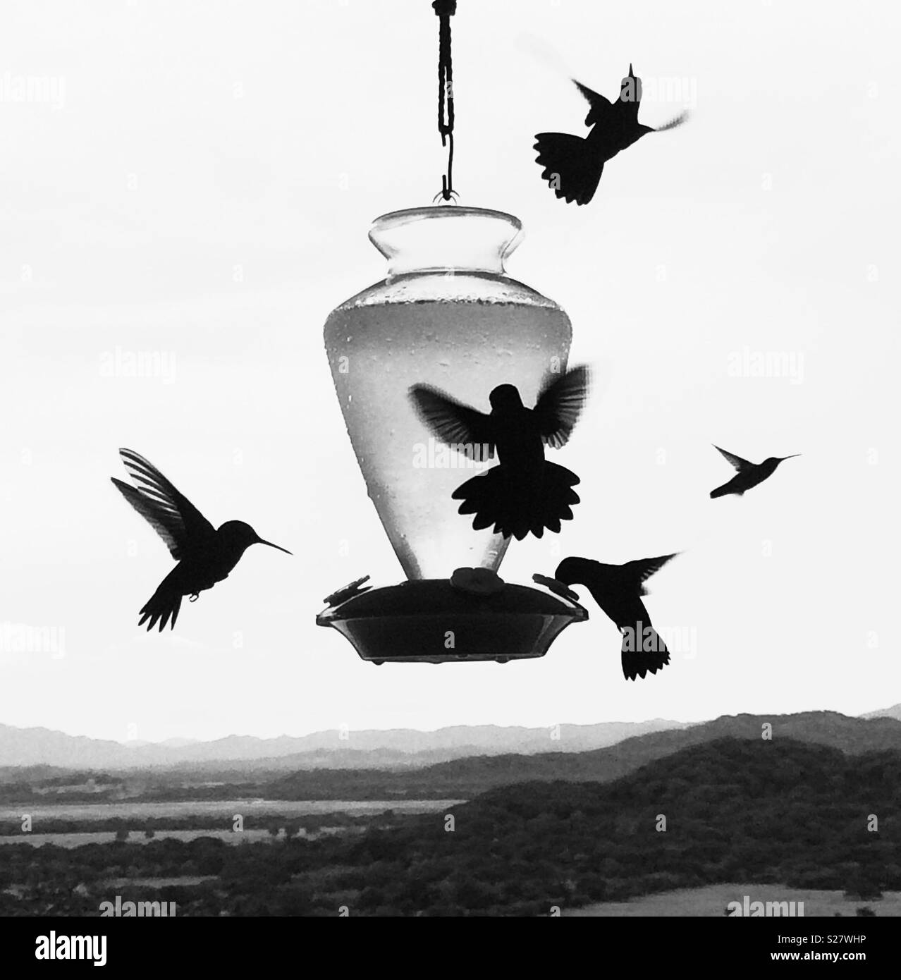 Colibrì Silhouette, alimentando in volo - Immagine stock catturata con smartphone