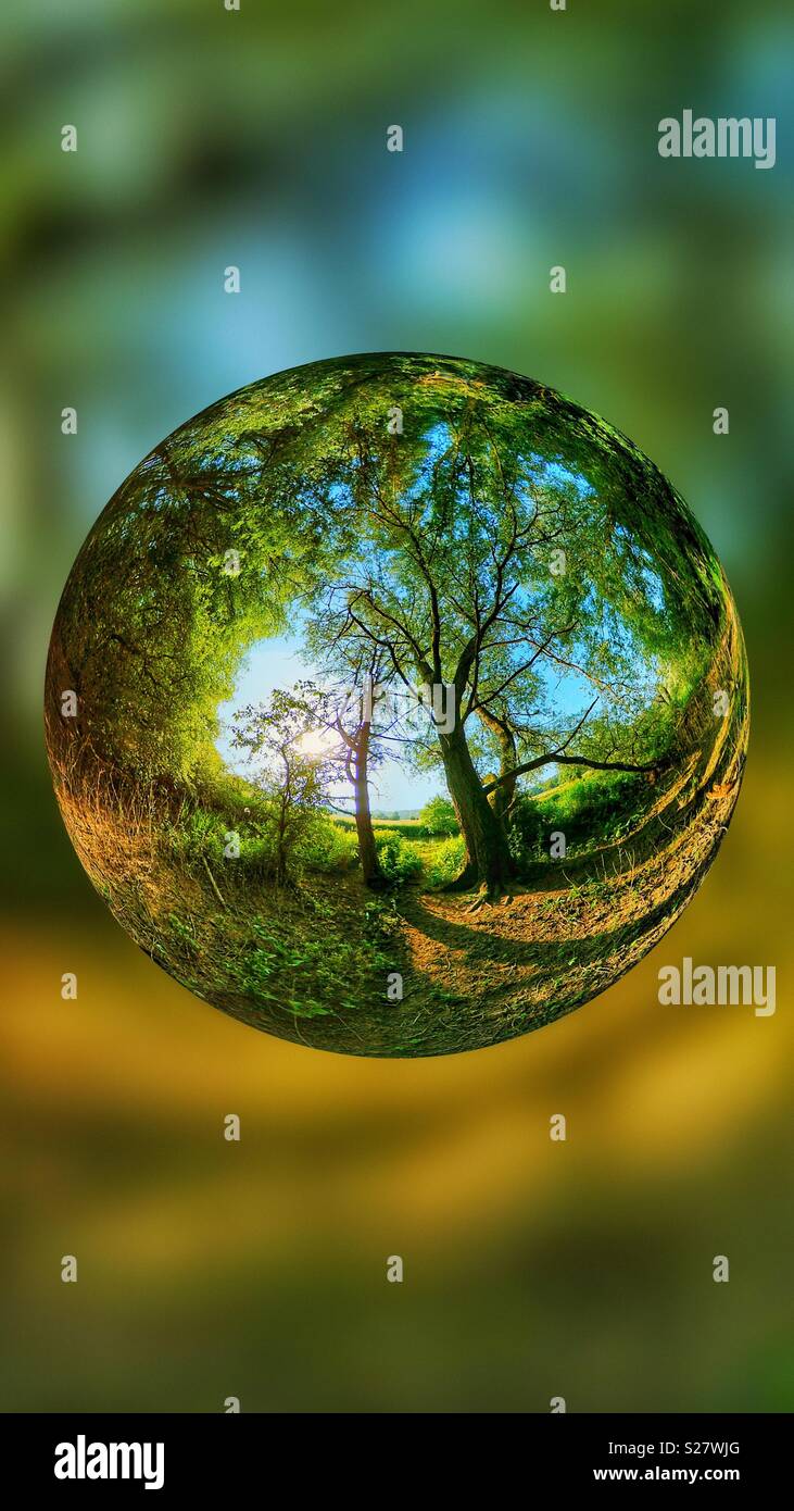 Foresta in Hampshire - Immagine stock catturata con smartphone