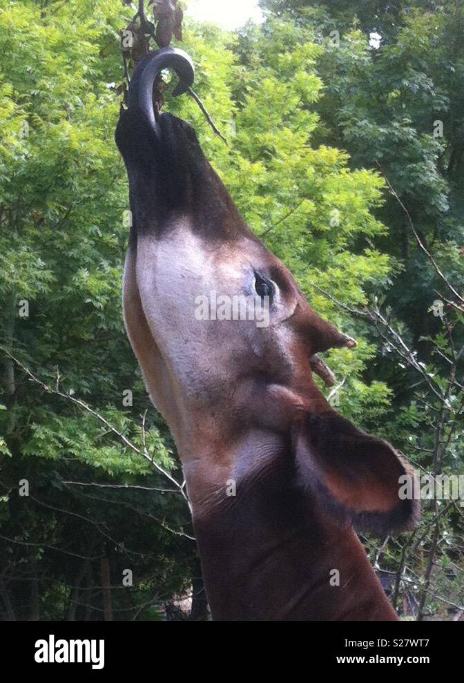 Linguetta di Okapi Foto Stock