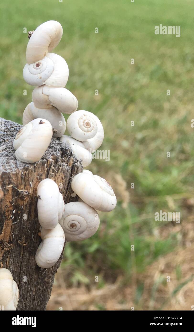 Bianco giardino terrestre di lumache formano una torre in Francia Foto Stock
