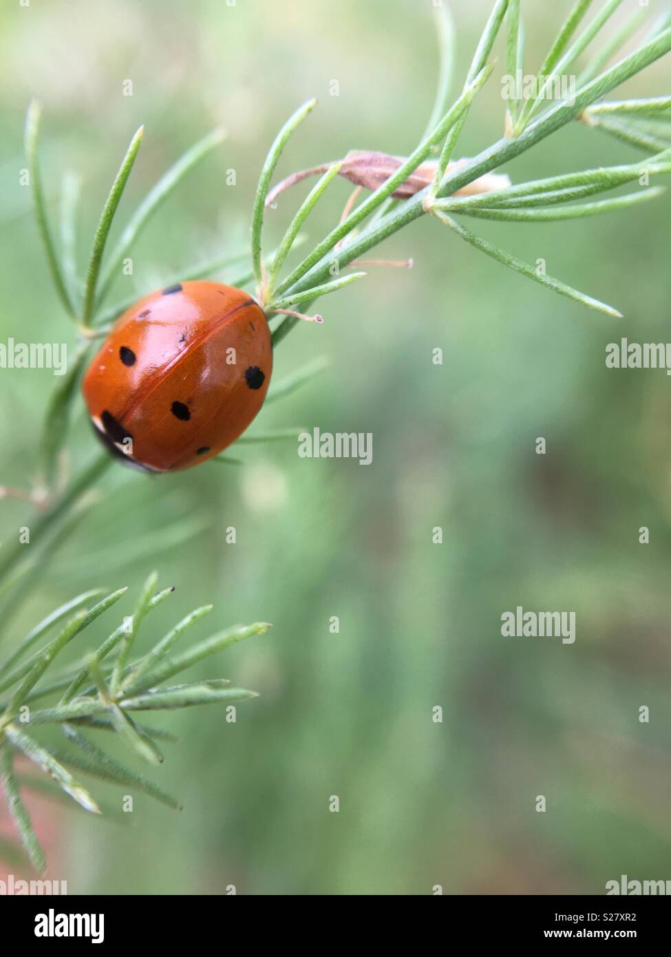 Coccinella adulto il fogliame di Asparagus closeup Foto Stock