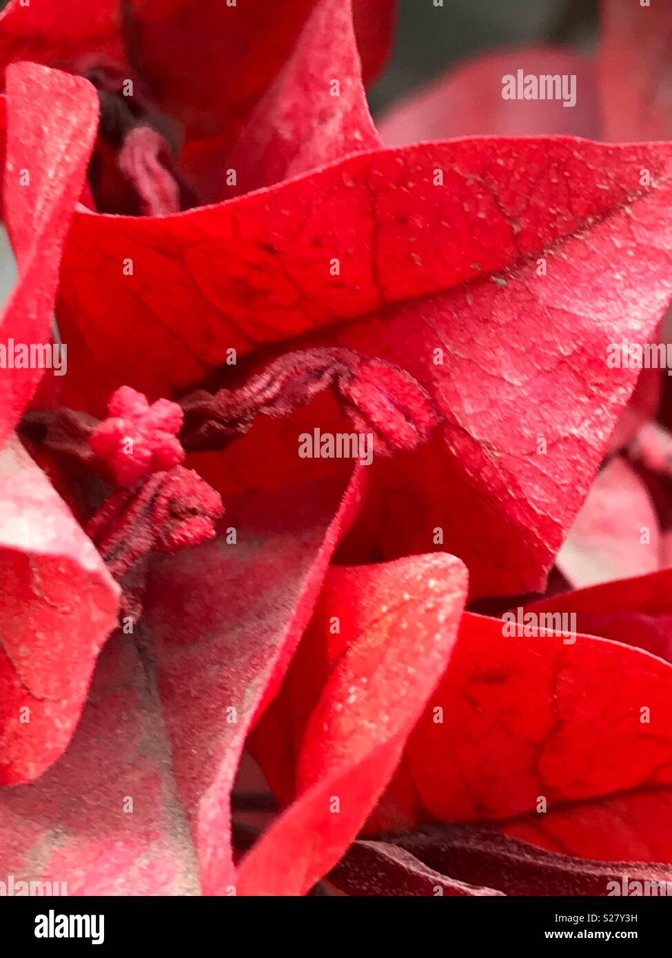Fiore rosso stami Cuenca Ecuador Foto Stock