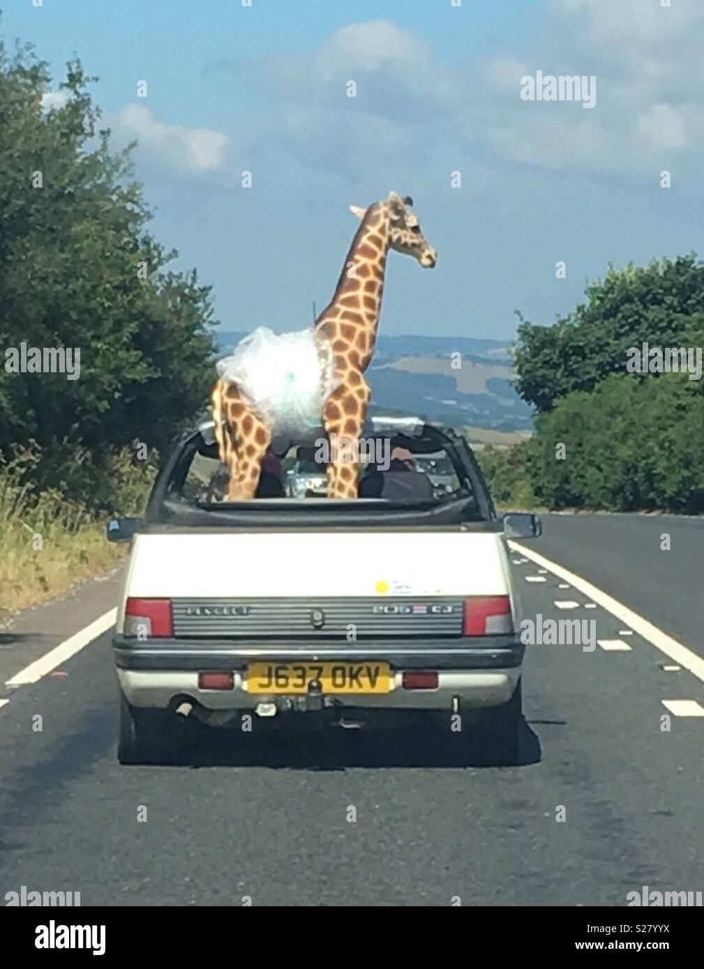 Giraffe safari Foto Stock