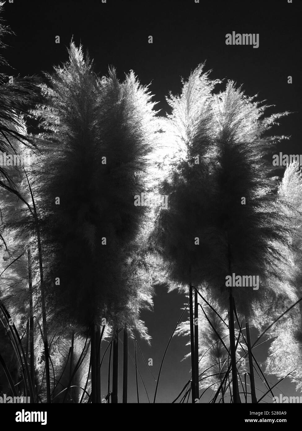 Coppia Pampas erba in bianco e nero retro illuminato dal sole che illumina le frange. Drammatiche. Foto Stock