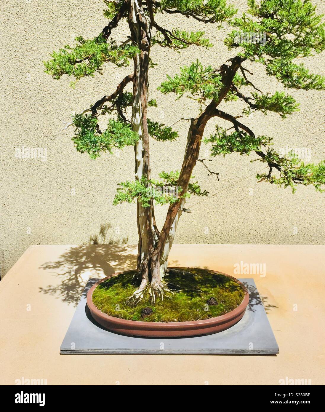 Piccolo albero di bonsai Foto Stock
