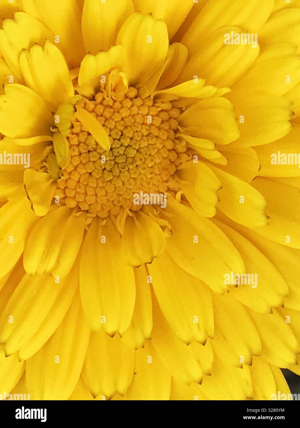 Fiore giallo. Chiudere la vista. Foto Stock