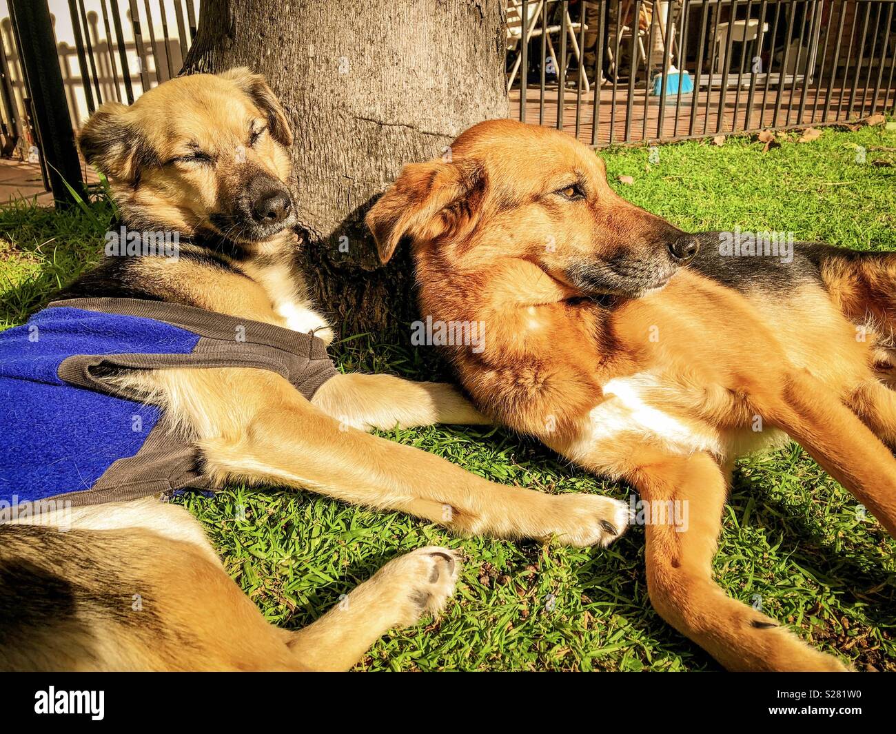 Due cani sdraiati sull'erba Foto Stock