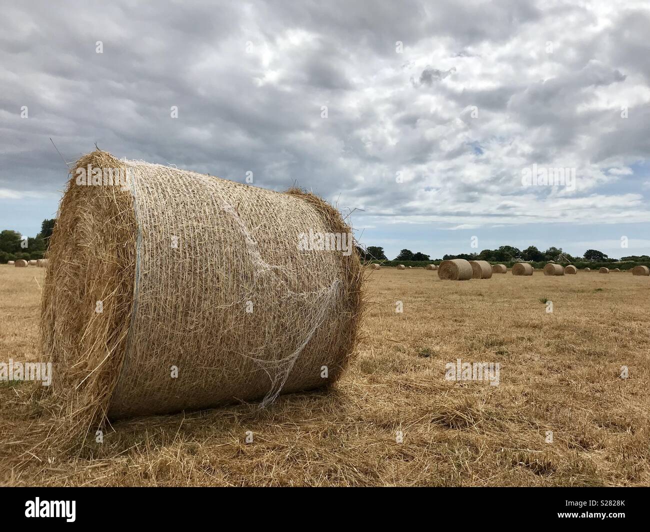 Balla di fieno nel campo - Immagine stock catturata con smartphone
