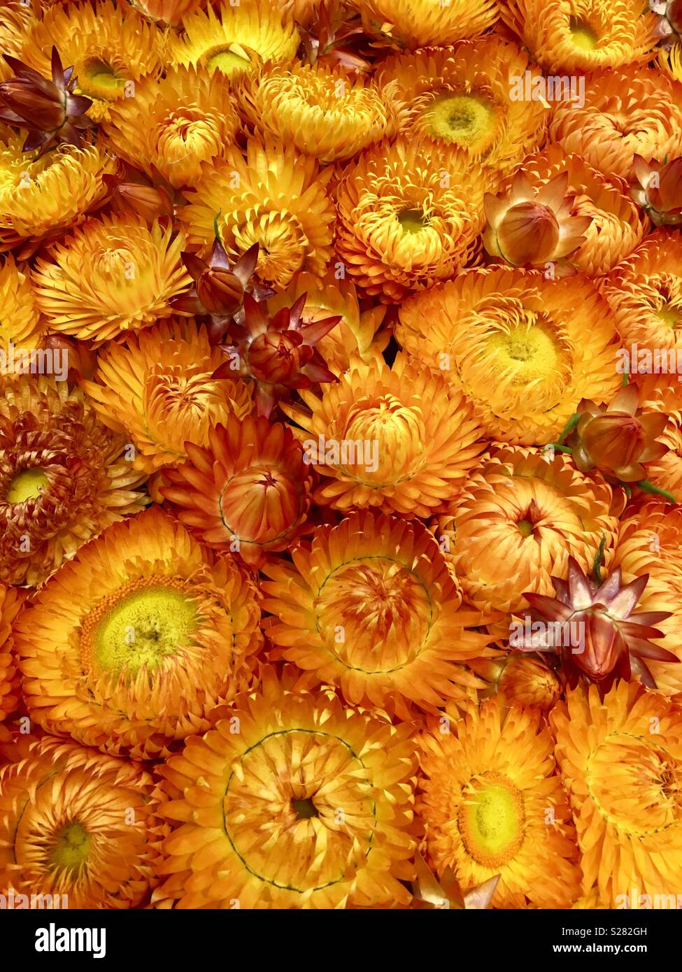 Essiccato nativi Australiani carta fiori a margherita Foto Stock