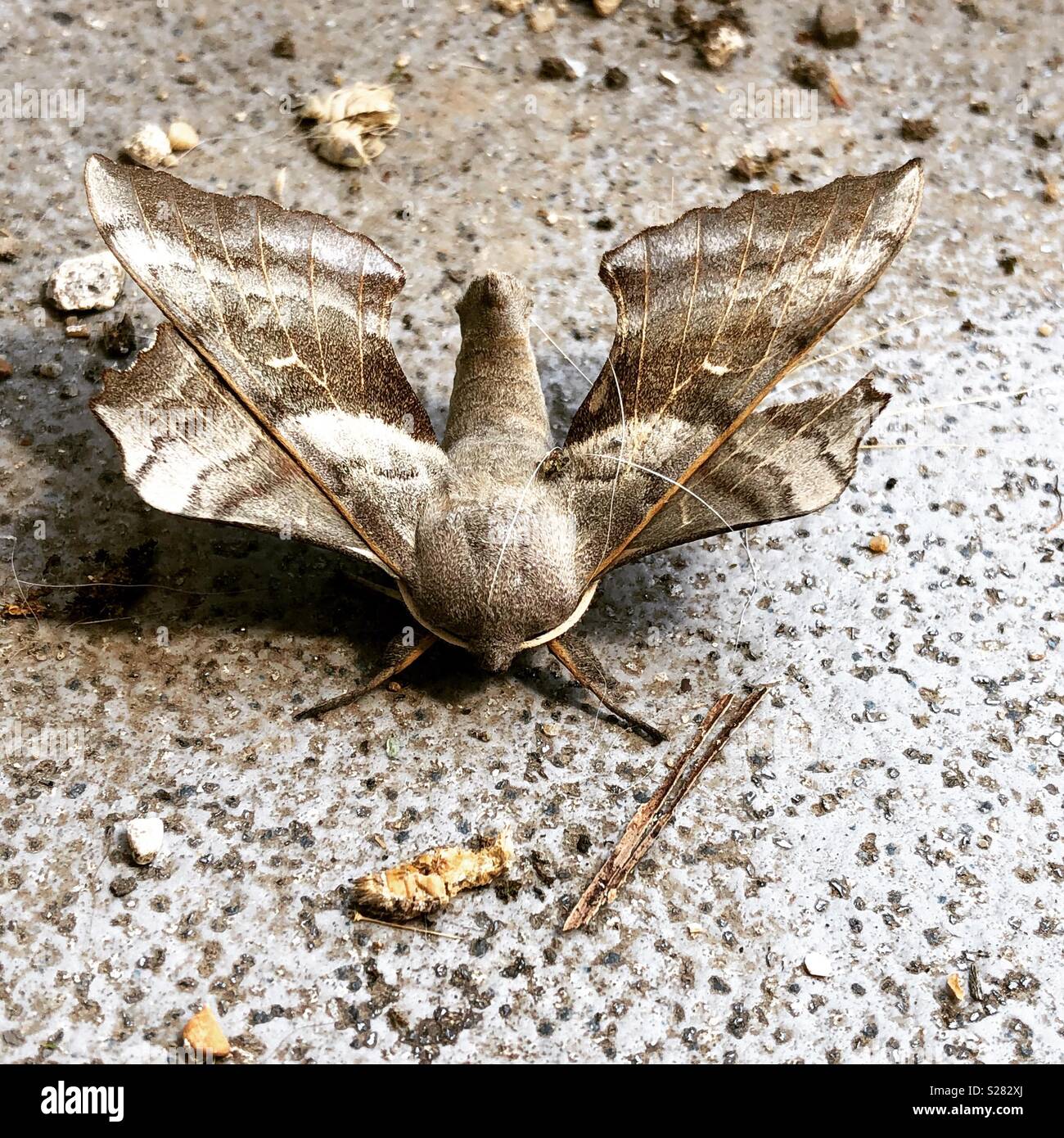 Hawk moth sul terreno Foto Stock