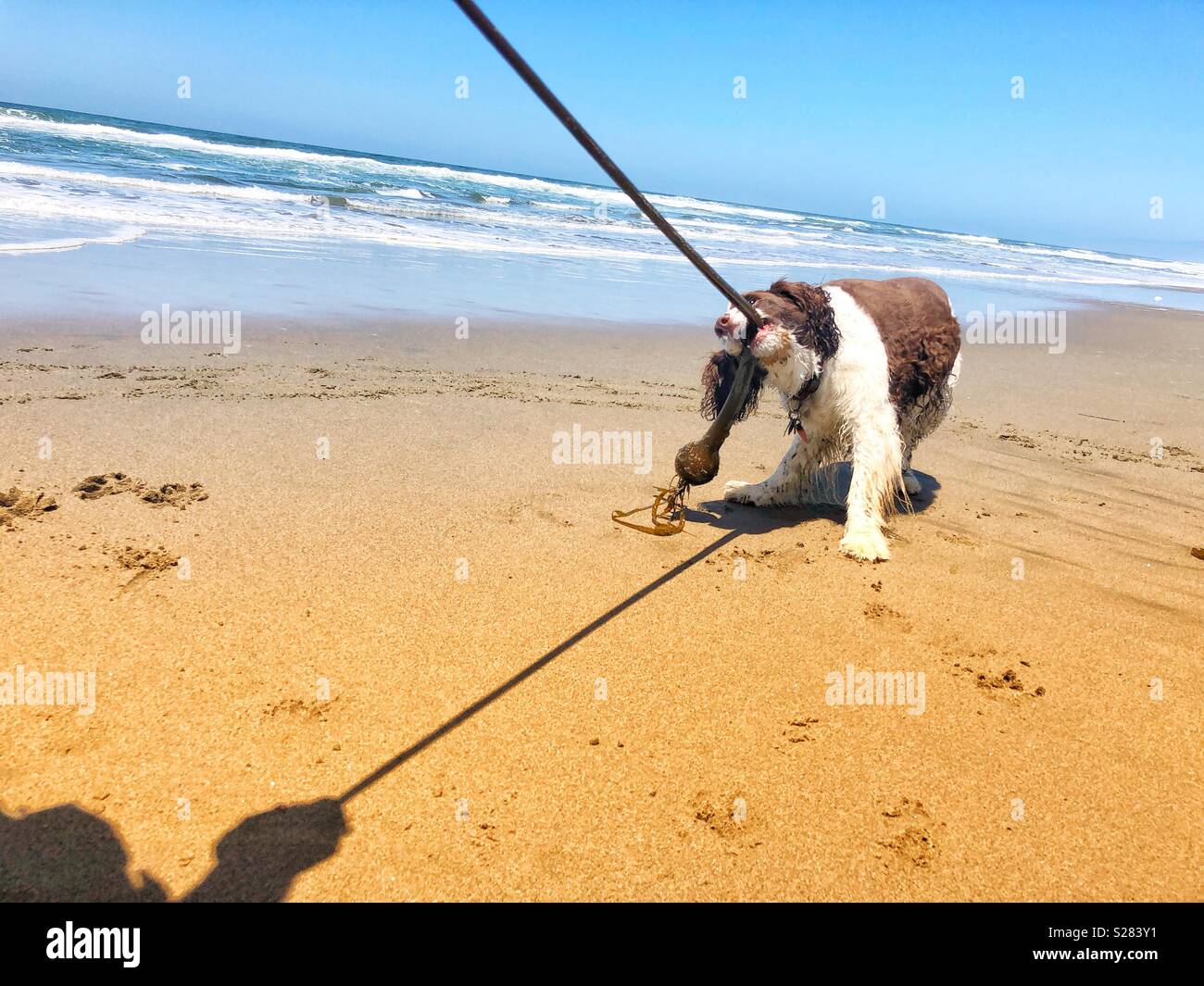 English Springer Spaniel cucciolo di cane giocando rimorchiatore di guerra con una lunga vite di Pacific bull kelp ad una spiaggia di sabbia dorata in California sotto cieli soleggiati in estate Foto Stock