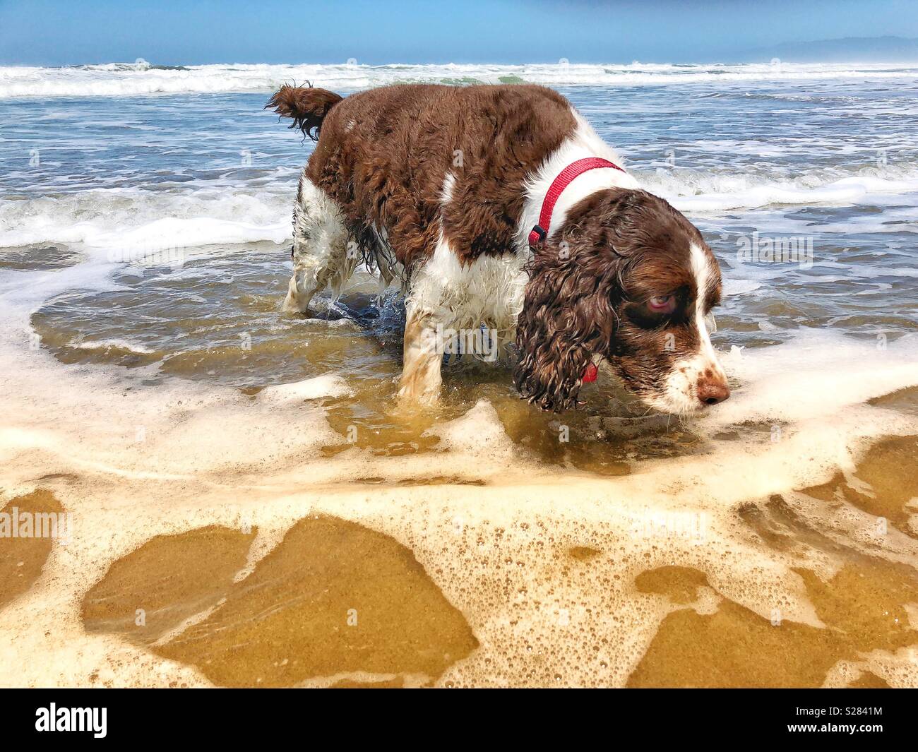 Curioso giovane inglese Springer Spaniel cucciolo di cane meraviglie, cosa c'è nel mare? - Immagine stock catturata con smartphone