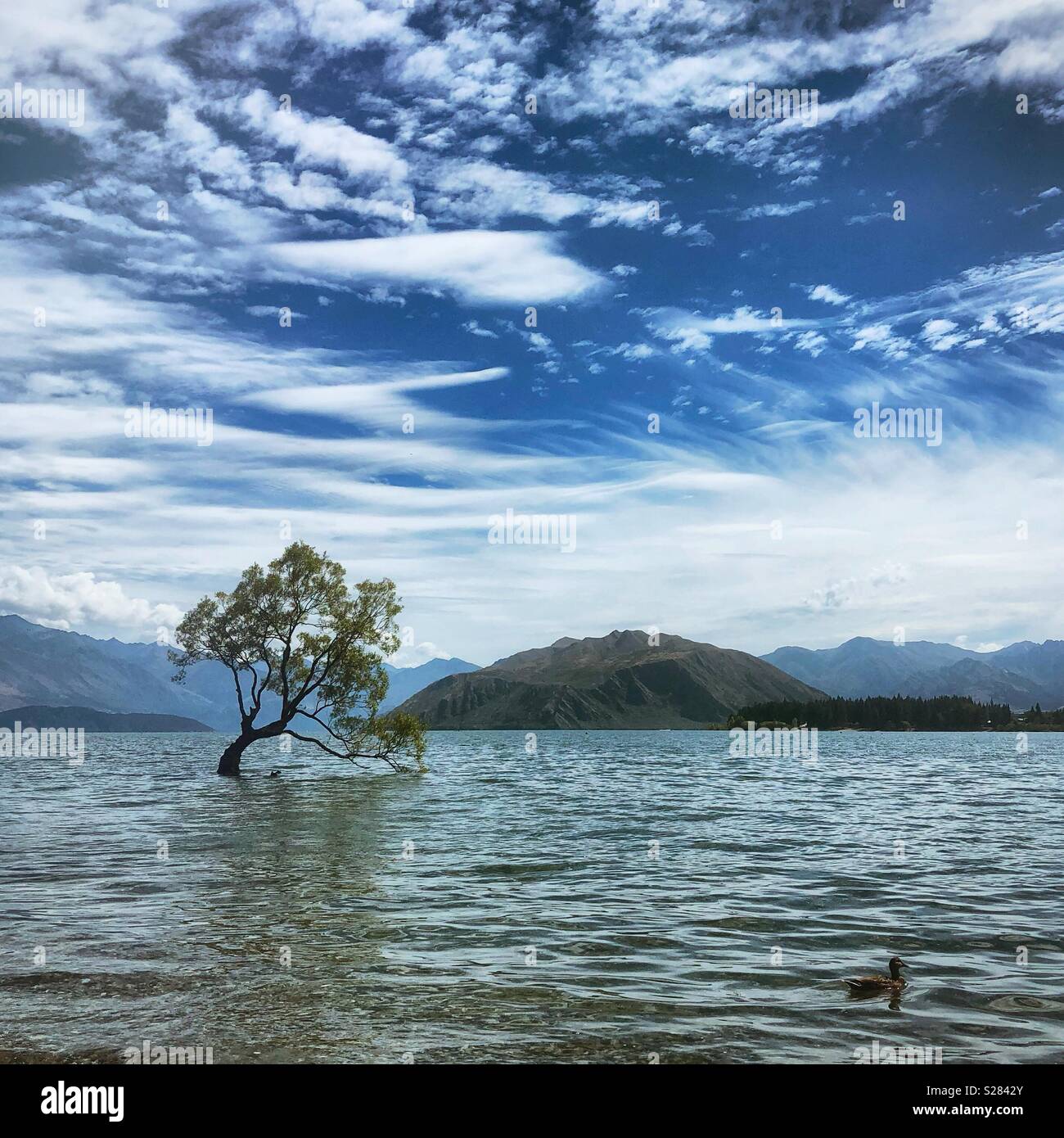 Che arriva a Wanaka Tree - Immagine stock catturata con smartphone