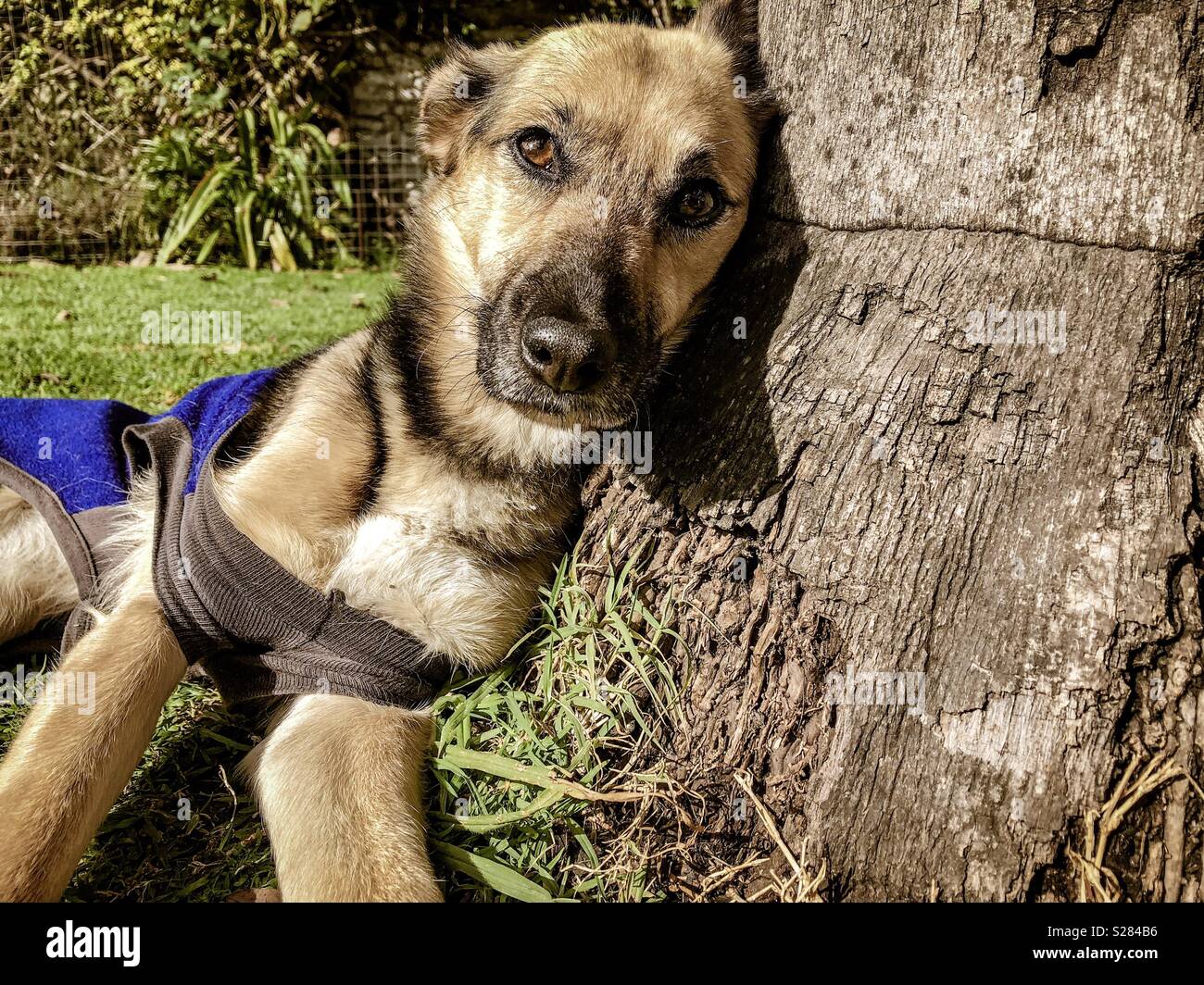 Cane sdraiati sull'erba - Immagine stock catturata con smartphone