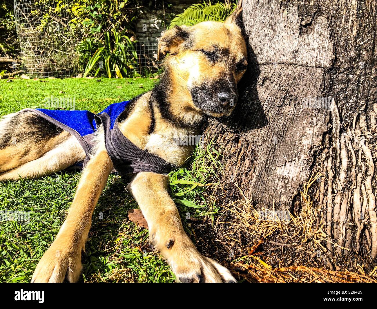 Cane sdraiati sull'erba - Immagine stock catturata con smartphone