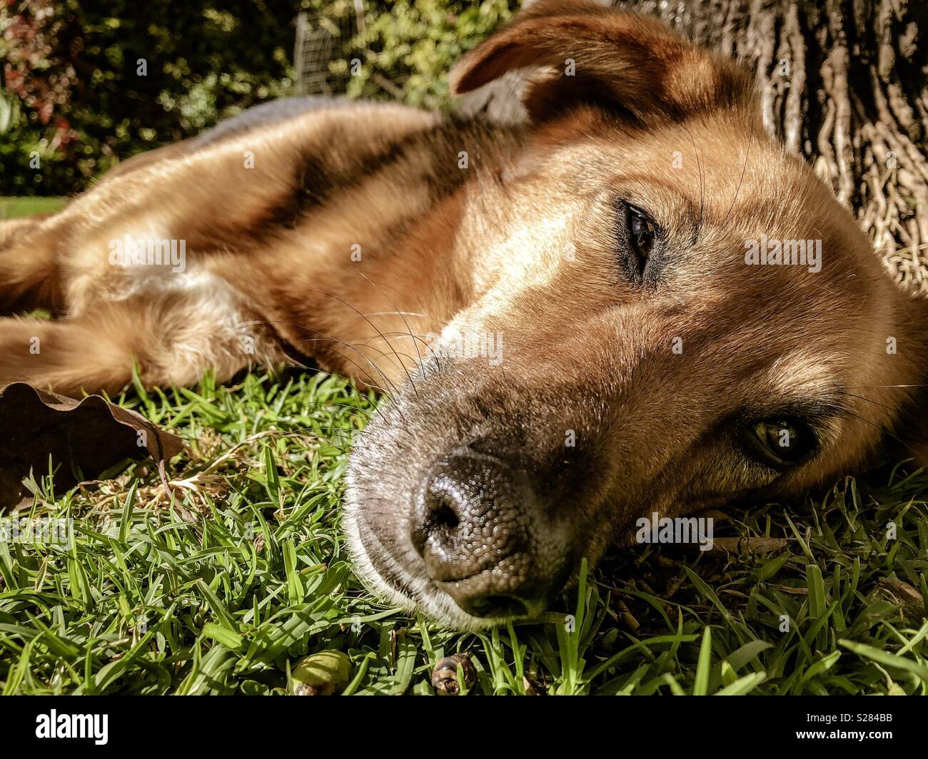 Cane sdraiati sull'erba - Immagine stock catturata con smartphone
