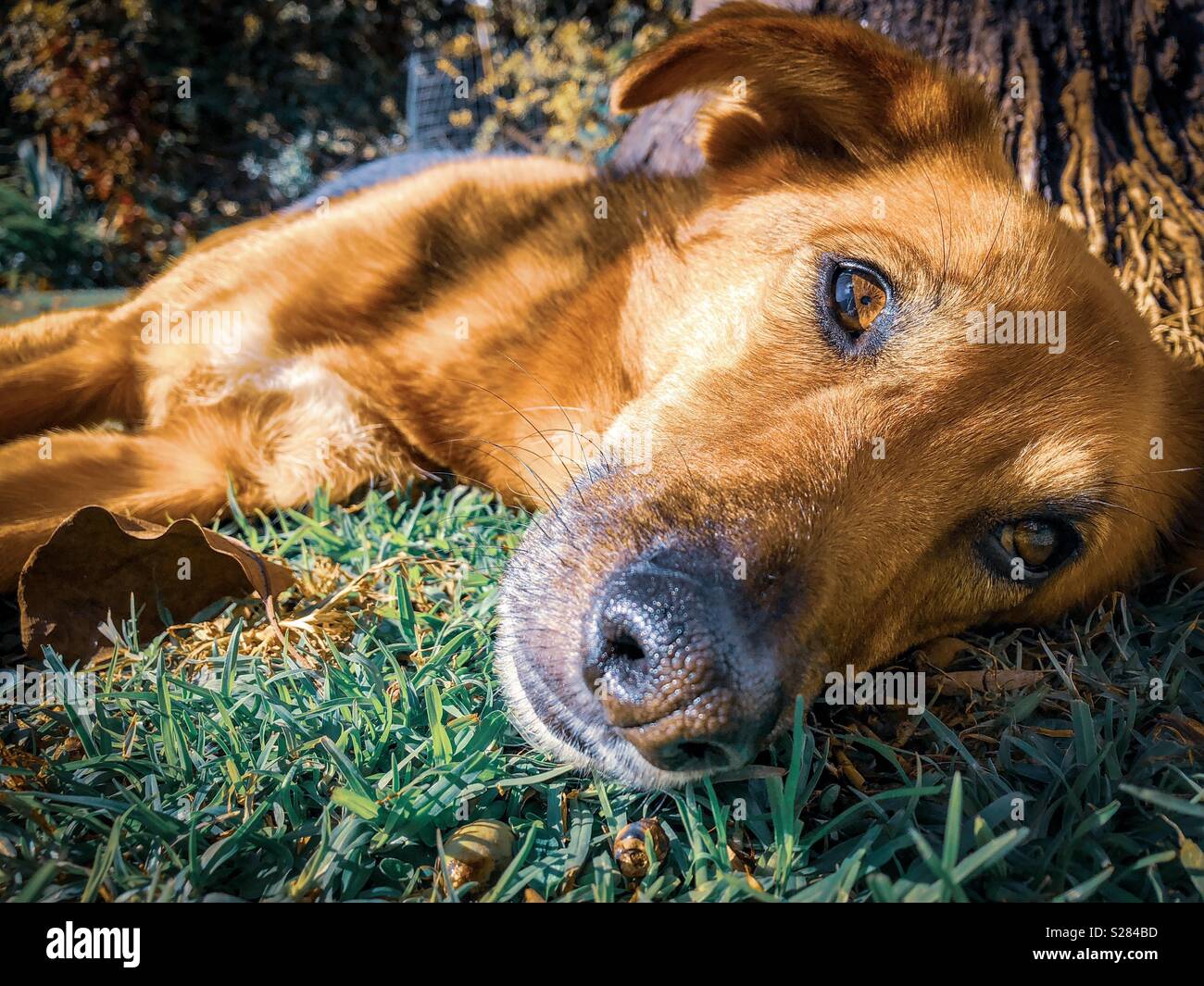 Cane sdraiati sull'erba - Immagine stock catturata con smartphone
