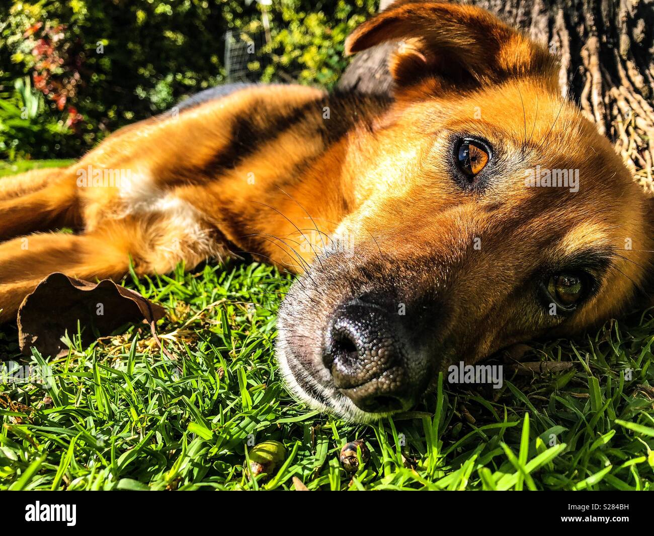 Cane sdraiati sull'erba - Immagine stock catturata con smartphone